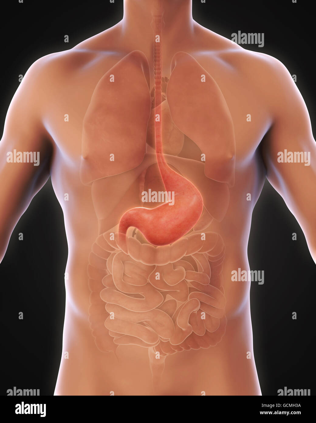 Stomaco umano anatomia Foto Stock