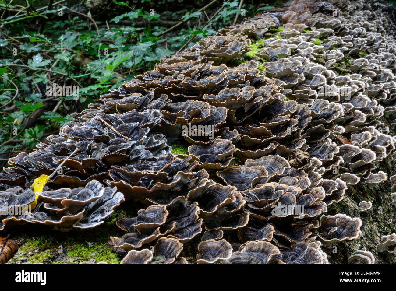 Nationalpark Donauauen, Danube-Auen Parco nazionale di funghi ad albero su un albero caduto Austria Niederösterreich, Austria inferiore Donau Foto Stock