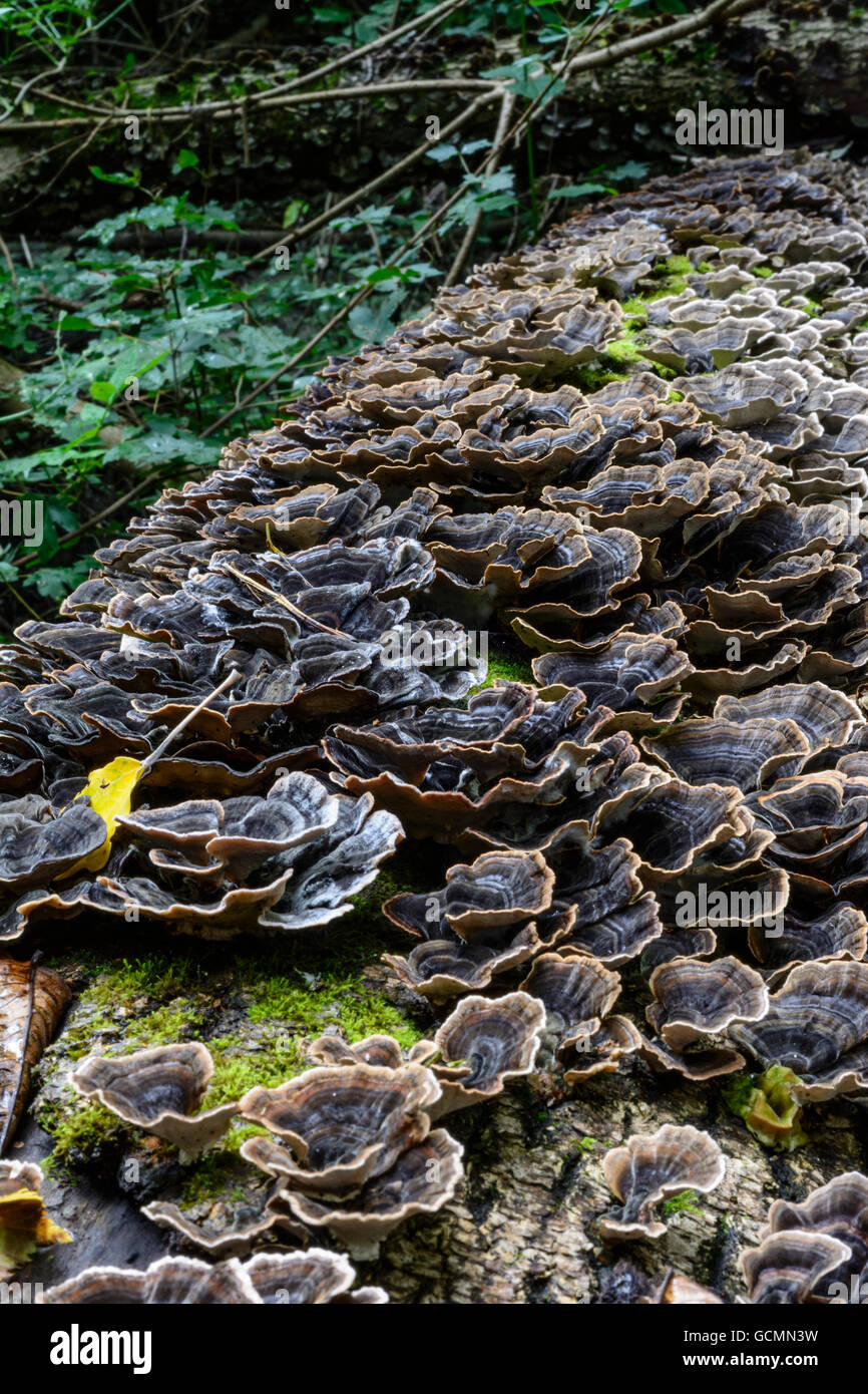 Nationalpark Donauauen, Danube-Auen Parco nazionale di funghi ad albero su un albero caduto Austria Niederösterreich, Austria inferiore Donau Foto Stock