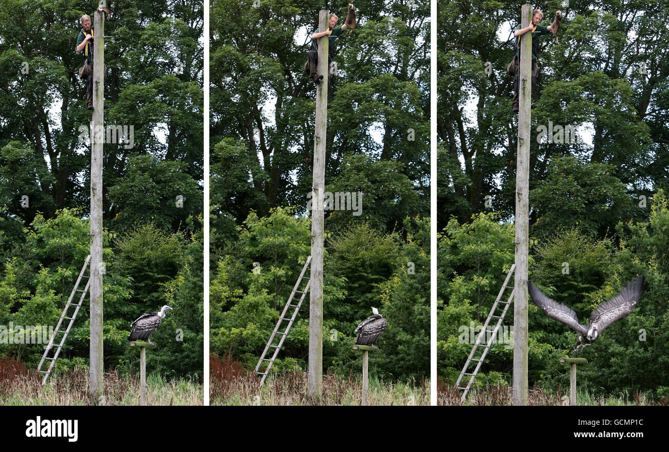 Foto composite che mostrano Ross Bibby, asta del telegrafo alta 25 piedi, che attracca Alex The Vulture per volare al Blair Drummond Safari and Adventure Park nello Stirlingshire, con le maree di pollo. Foto Stock