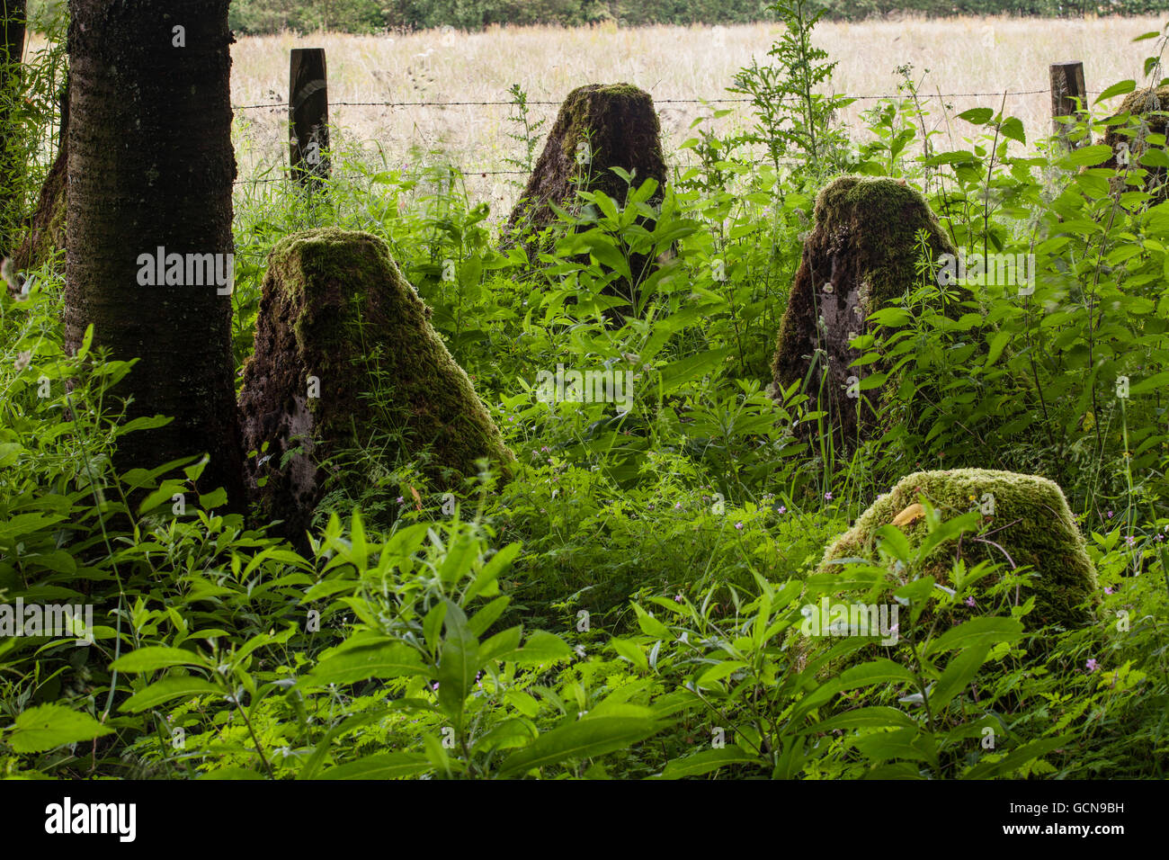 L'Europa, in Germania, in Renania settentrionale-Vestfalia, serbatoio nelle trappole della linea Siegfried vicino Hellenthal-Hollerath, regione Eifel. Westwall Foto Stock