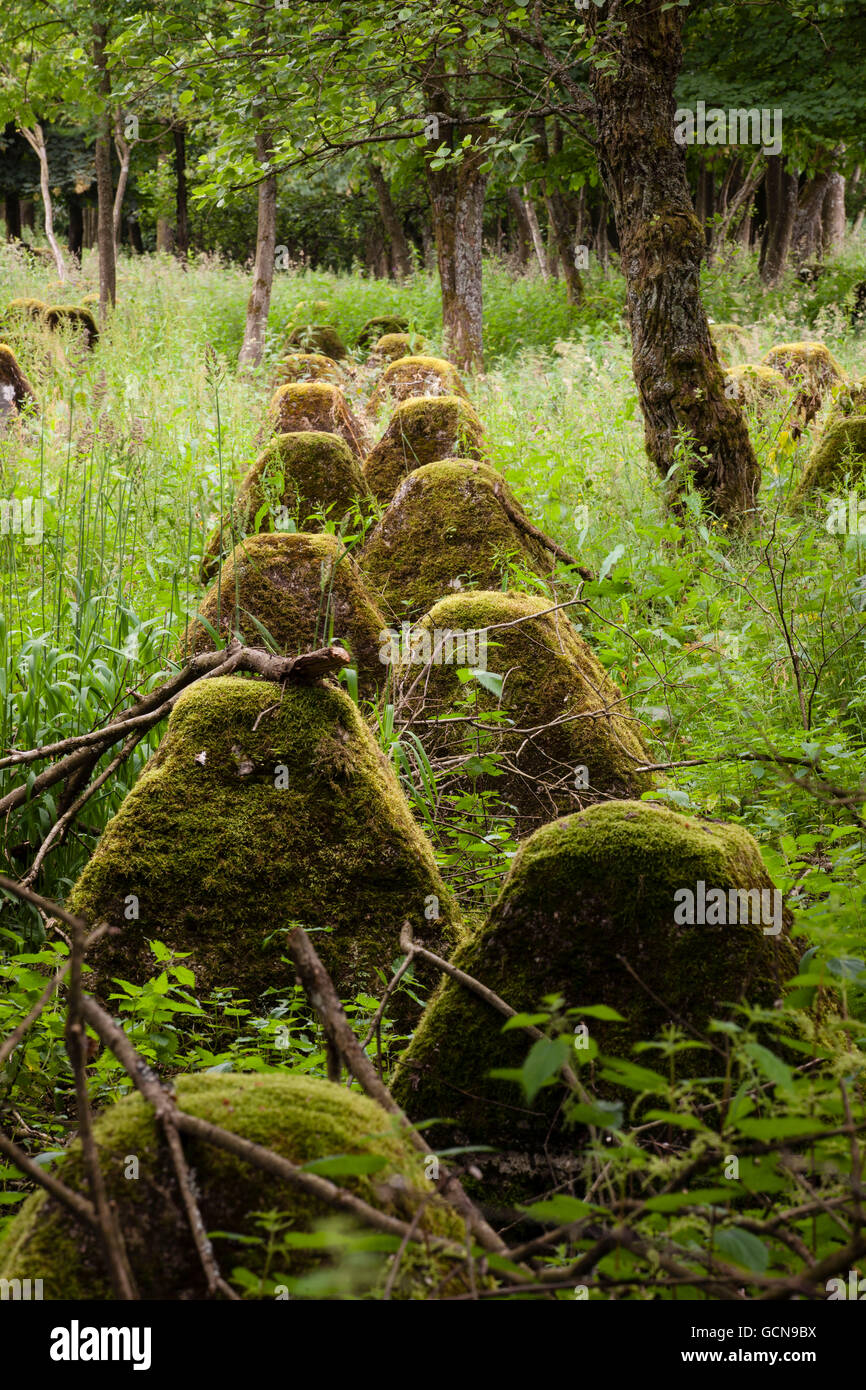 L'Europa, in Germania, in Renania settentrionale-Vestfalia, serbatoio nelle trappole della linea Siegfried vicino Hellenthal-Hollerath, regione Eifel. Westwall Foto Stock