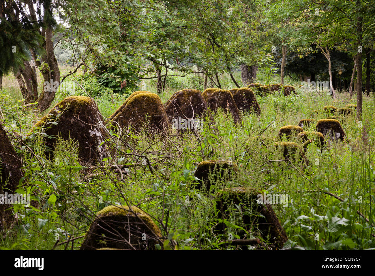 L'Europa, in Germania, in Renania settentrionale-Vestfalia, serbatoio nelle trappole della linea Siegfried vicino Hellenthal-Hollerath, regione Eifel. Westwall Foto Stock