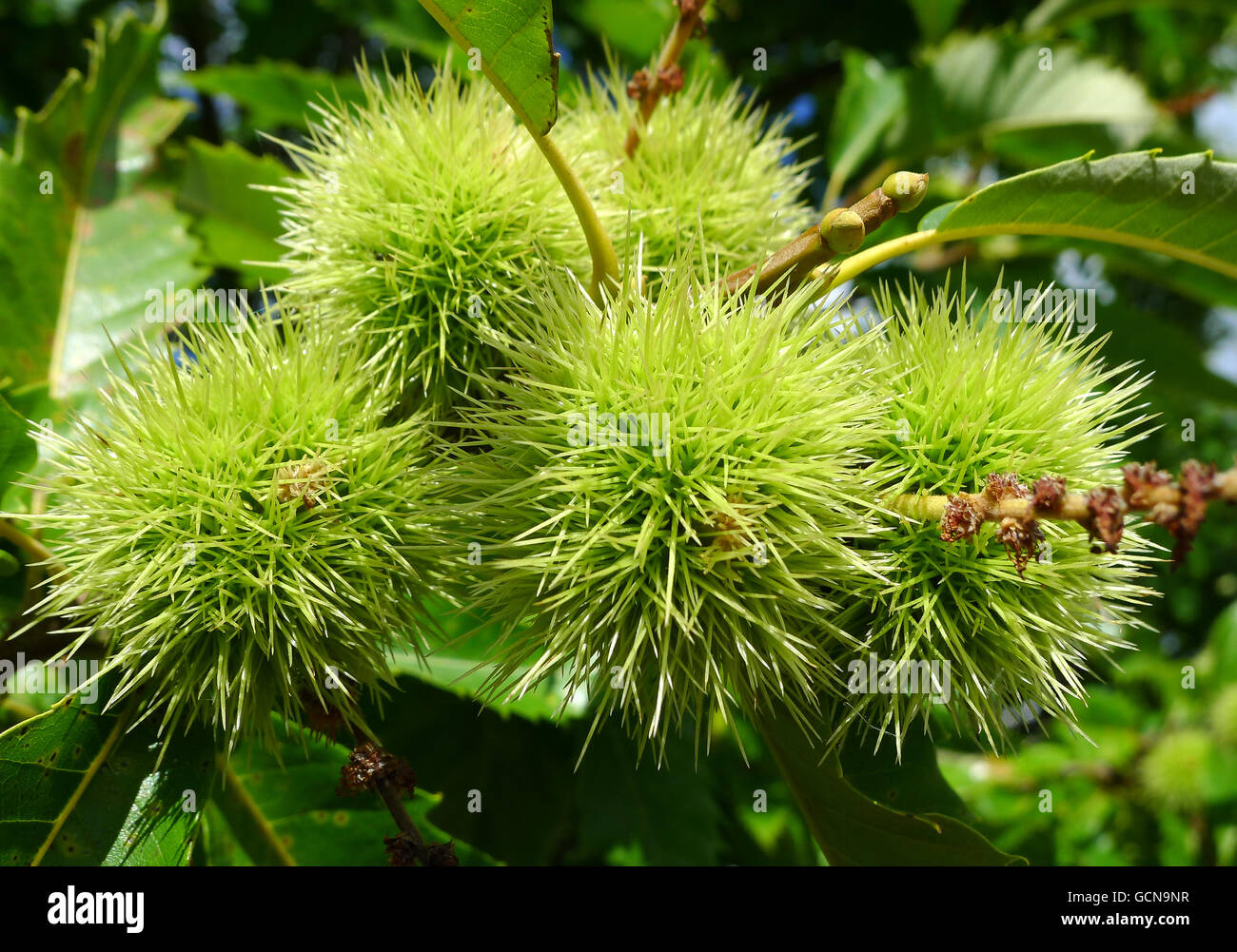 Infructescence della Sweet Chestnut in estate Foto Stock