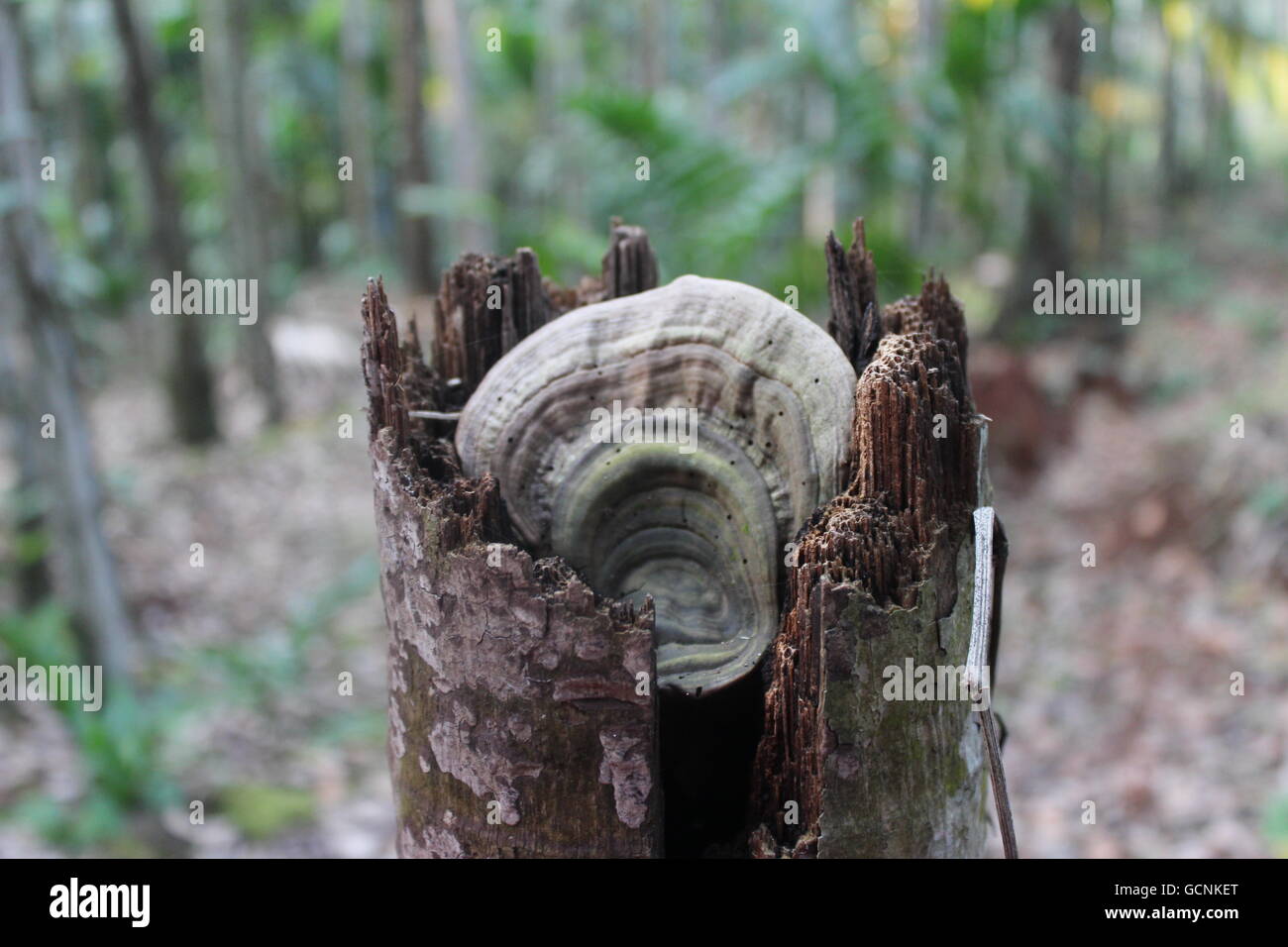Funghi selvatici all'interno della corteccia di albero Foto Stock