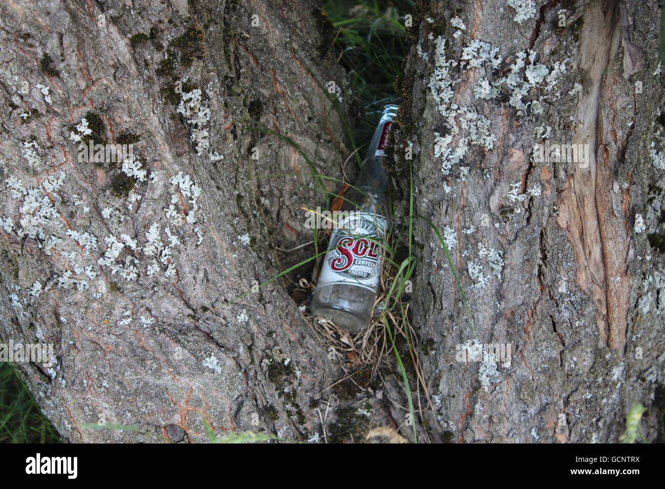 Sol la birra in Norvegia la natura. Foto Stock