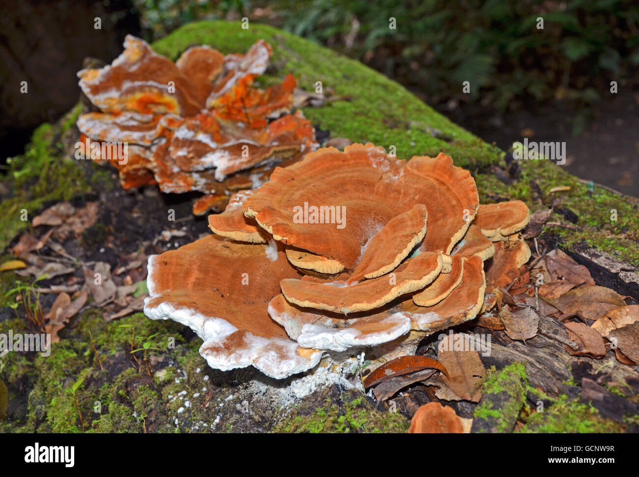 Grande ripiano arancione (staffa) funghi che crescono su un caduto moss ricoperta di albero in Australia la foresta pluviale temperata Foto Stock