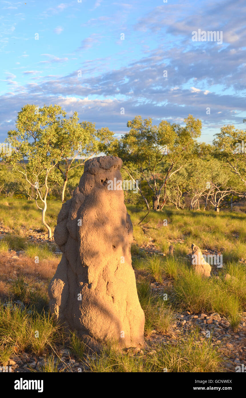 Giant termite mound (NEST) in spinifex prateria di Outback Queensland, Australia Foto Stock