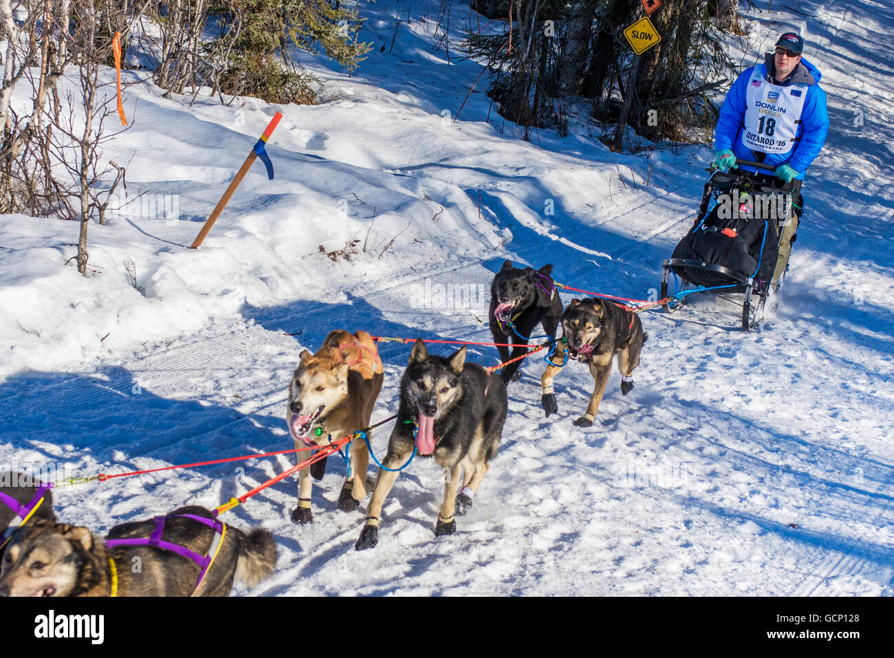 Ray Redington Jr. team e scorrere verso il basso il sentiero sul lungo lago poco dopo aver lasciato il re-start in Willow, Alaska durante il 2016 Iditarod Foto Stock