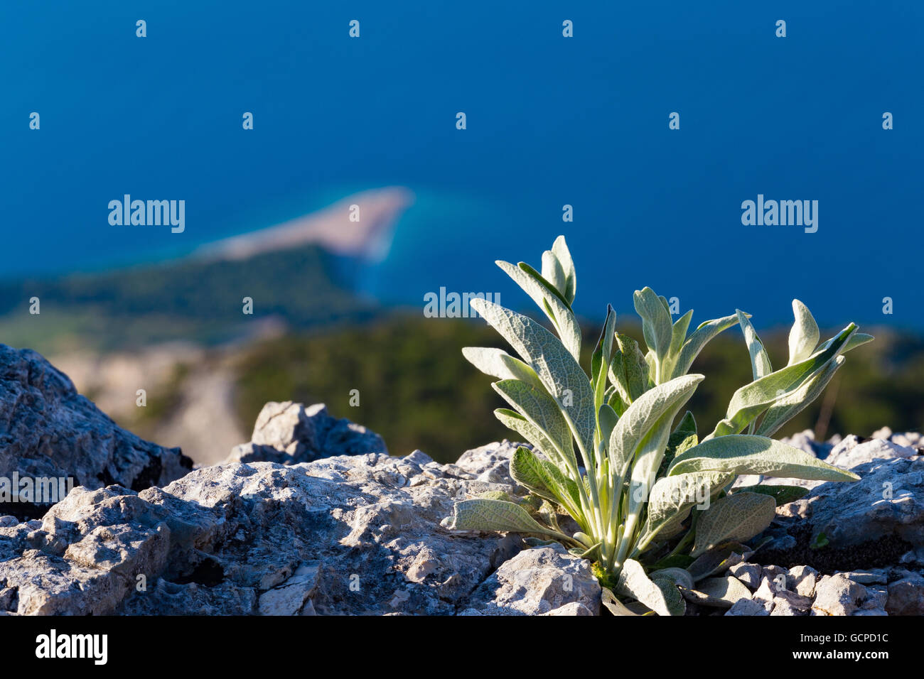 All'alba, pianta e roccia del monte Vidova Gora. Island Brac. Croazia. Europa. Foto Stock