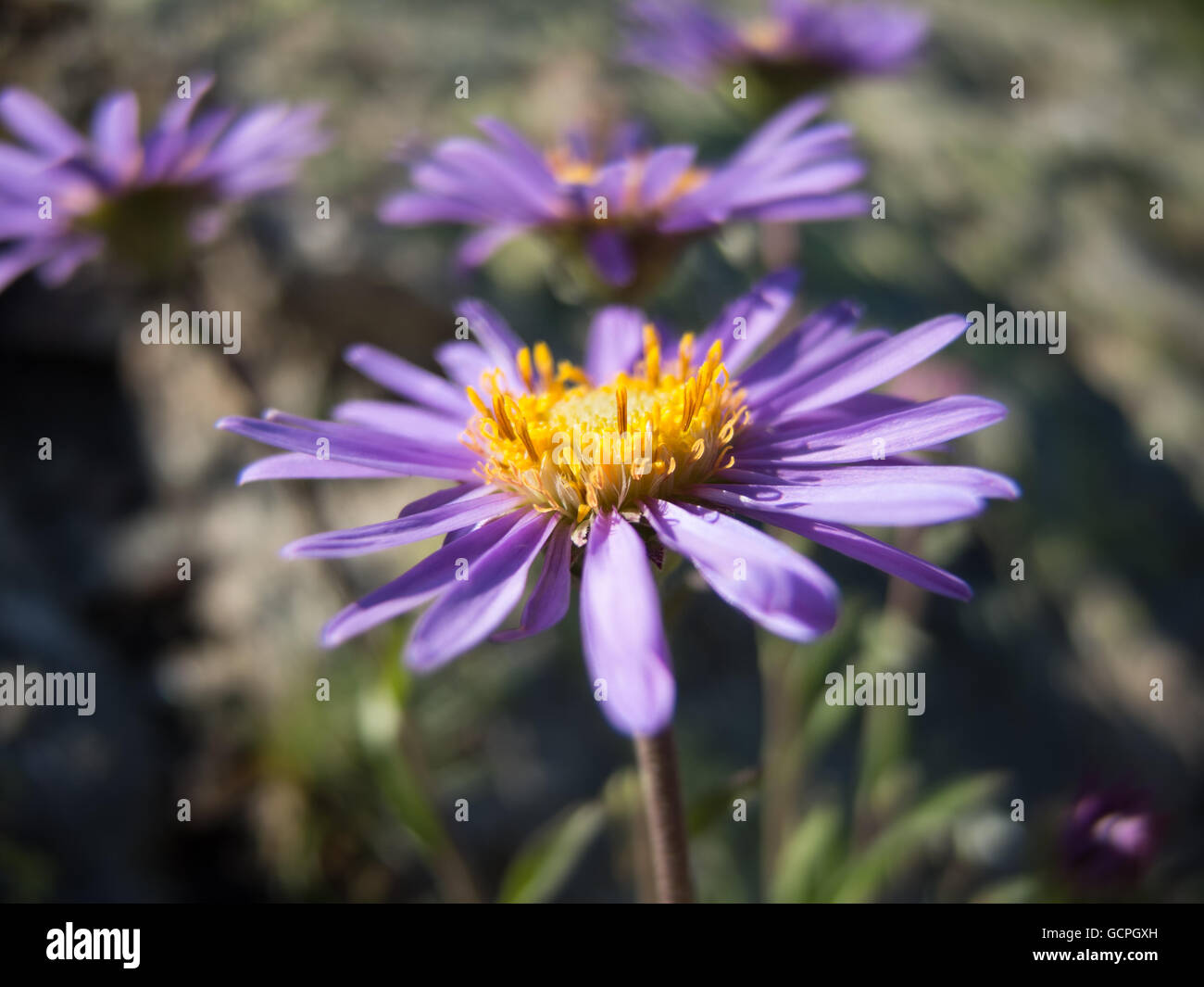 Aster alpinus, Alpine aster Foto Stock