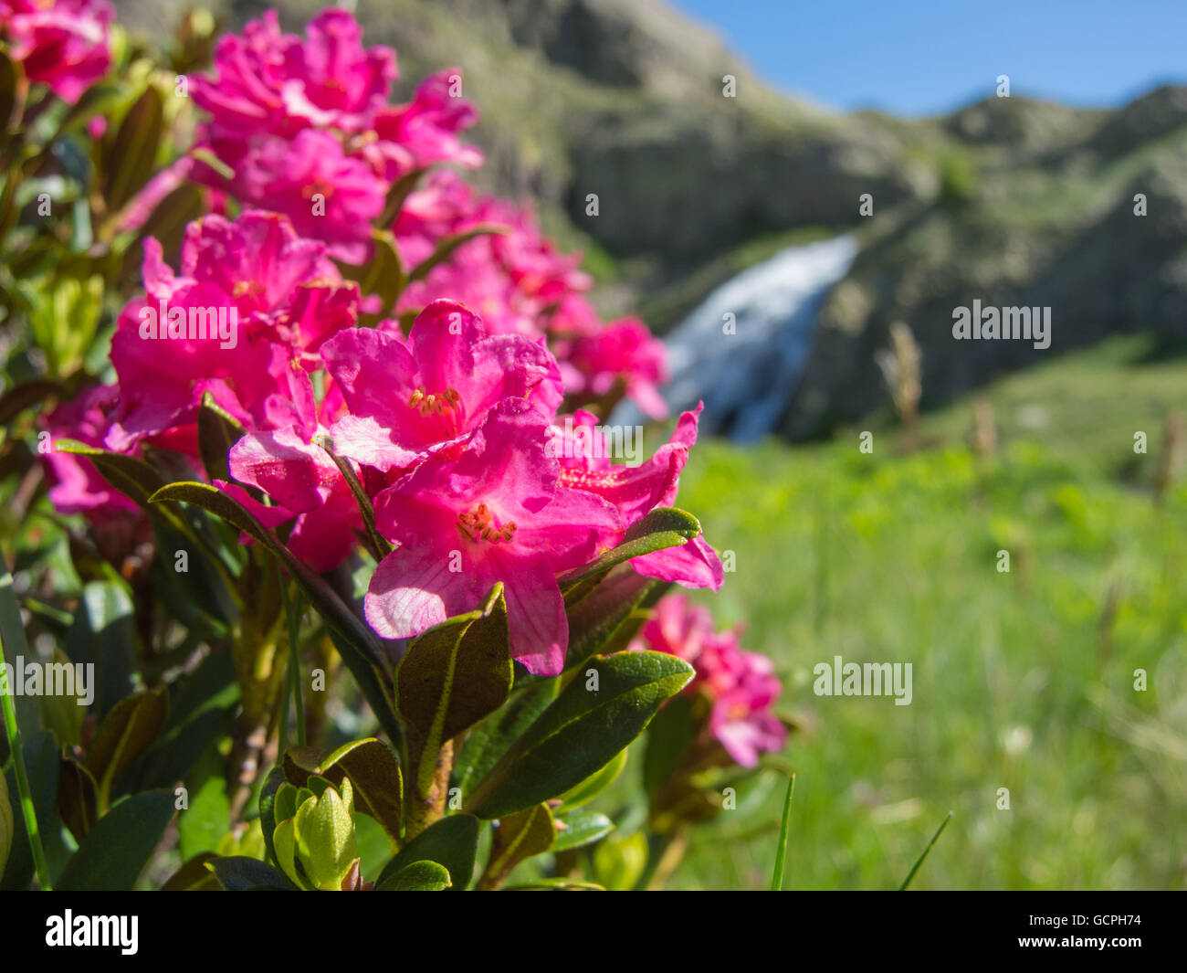 Rododendron Foto Stock