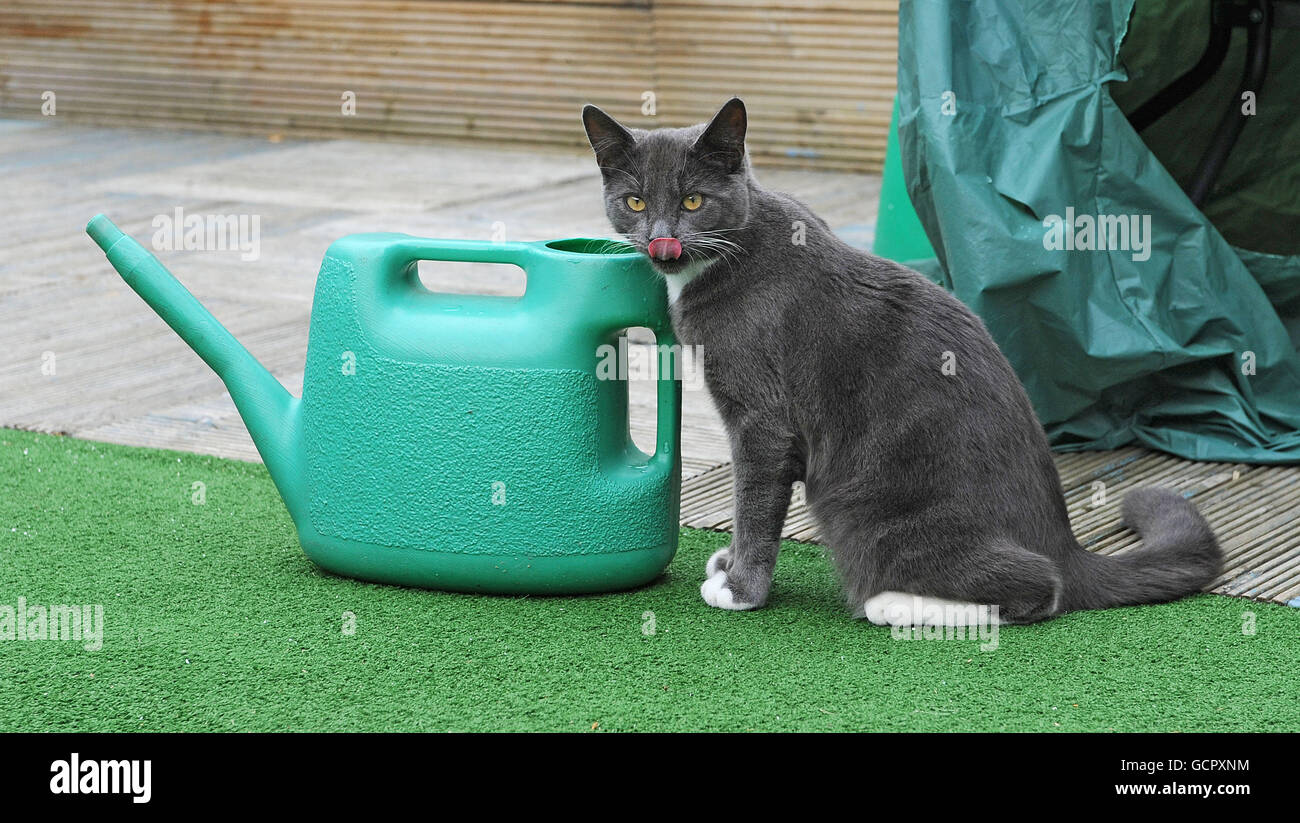 Smokie a casa sua a Hull. Il gatto di cinque mesi è stato trovato dai lavoratori in un centro di riciclaggio a Hull la scorsa settimana dopo che lo hanno sentito piangere in uno dei bidoni. PREMERE ASSOCIAZIONE foto. Data di emissione: Martedì 21 settembre 2010. Il personale lo tirò fuori e contattò Hessle Dog Rescue, dove il segretario Valeri Wakeham lo portò ad un veterinario per un controllo. Vedere PA storia ANIMALI Kitten. Il credito fotografico dovrebbe essere: Anna Gowthorpe/PA Wire Foto Stock