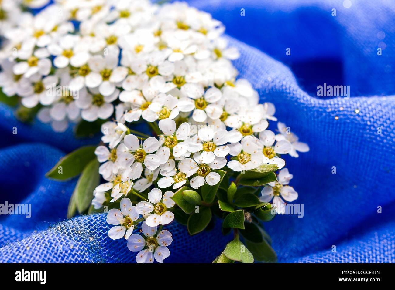 Piccoli fiori bianchi sfocate su sfondo blu, soft focus Foto Stock