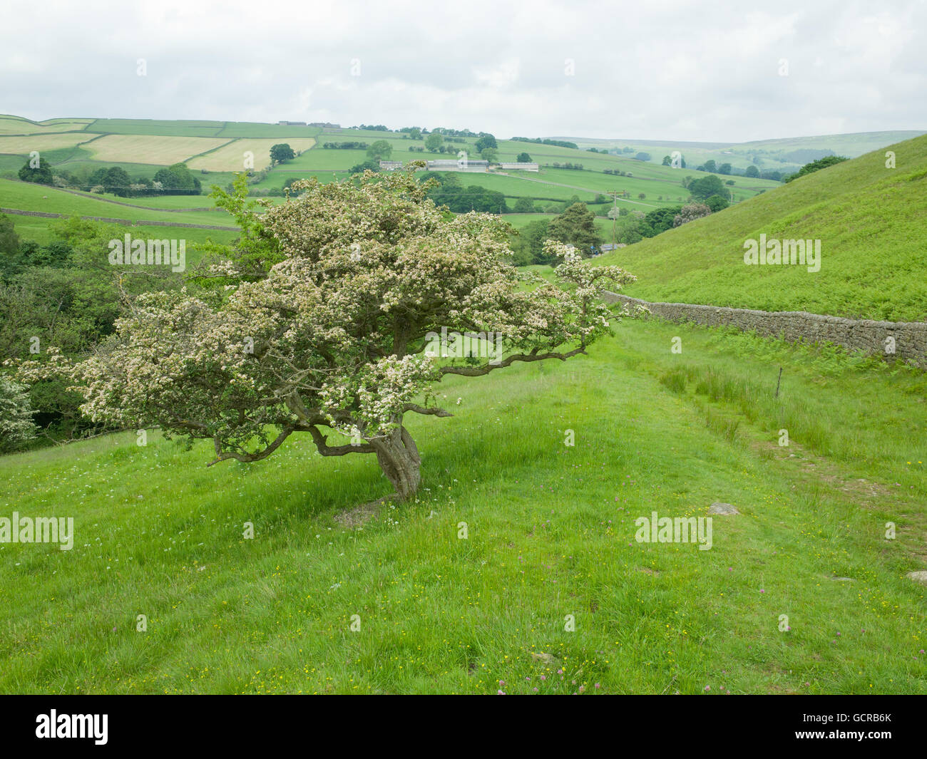 Percorso di erba in salita Yorkshire Dales, Bewerley Moor Regno Unito Foto Stock