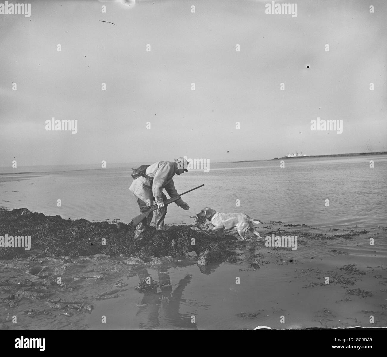 Selvaggina nell'estuario del Tamigi vicino all'Isola del grano. 'Dowser' il cane recupera un uccello caduto. Foto Stock