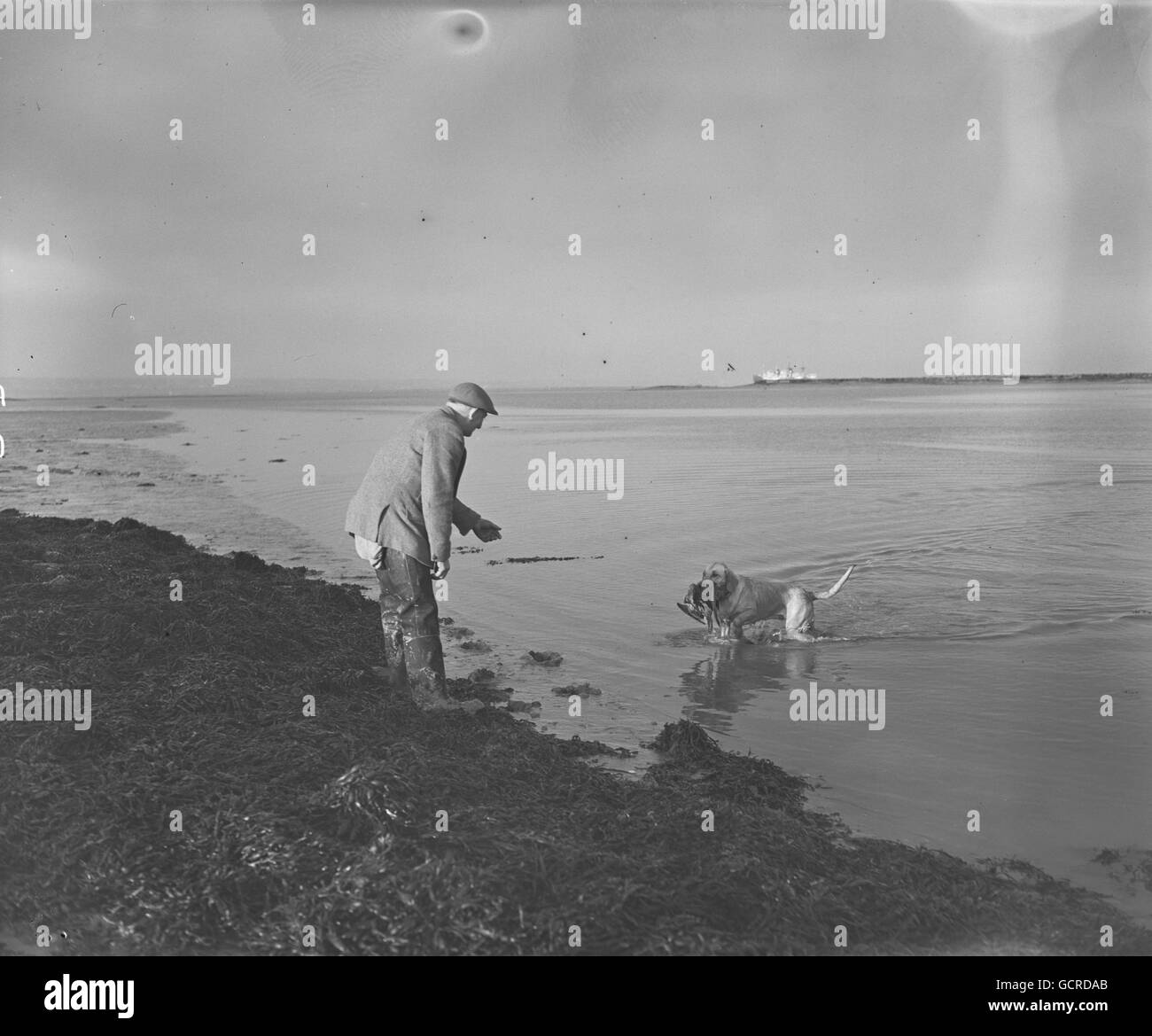 Selvaggina nell'estuario del Tamigi vicino all'Isola del grano. "DOWSER" il nuovo tentativo riporta il fermo. Foto Stock