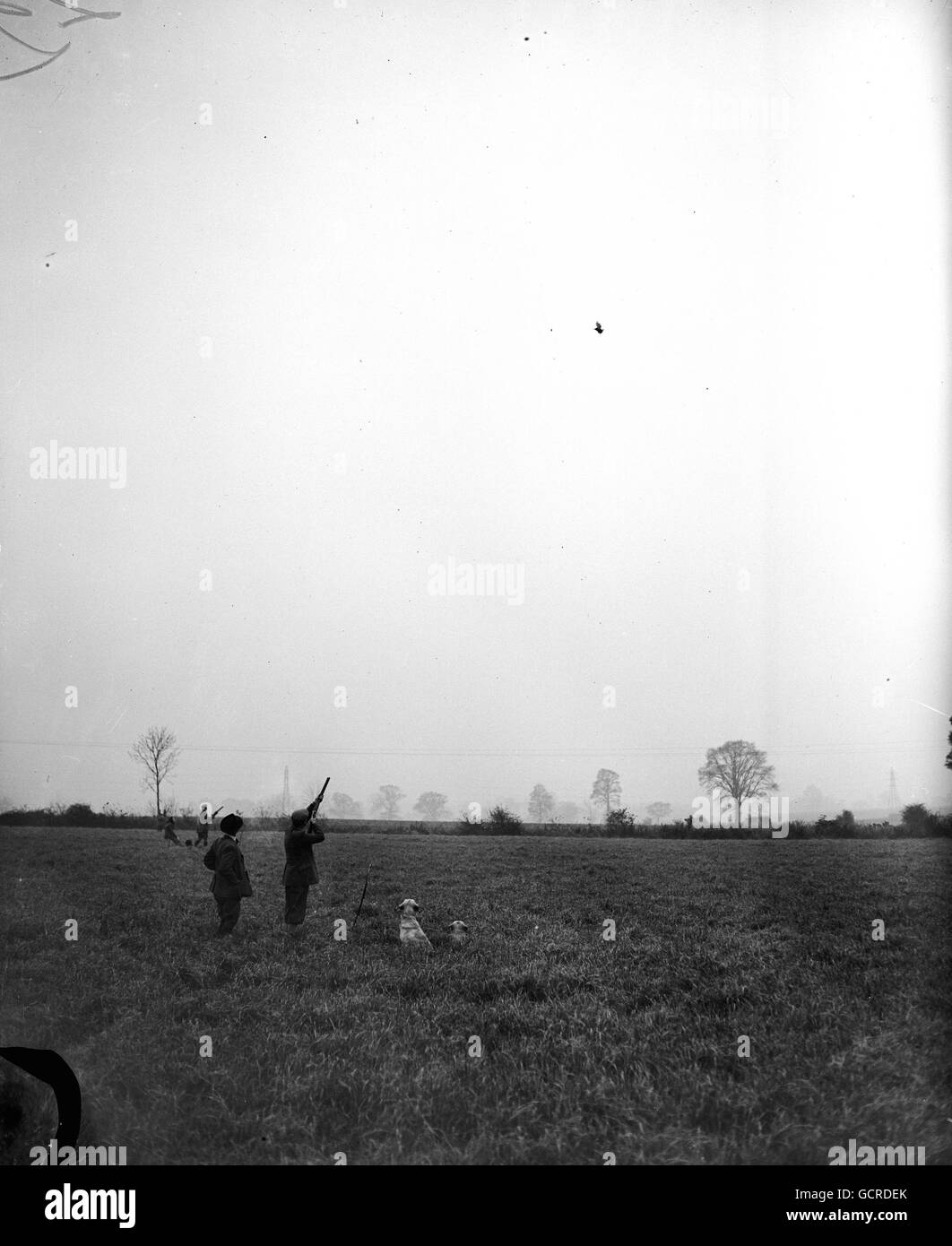 Immagini generiche di un fine settimana di tiro degli uccelli di gioco alla tenuta di Marks Tey del signor Nat. Sherwood in Essex. Foto Stock