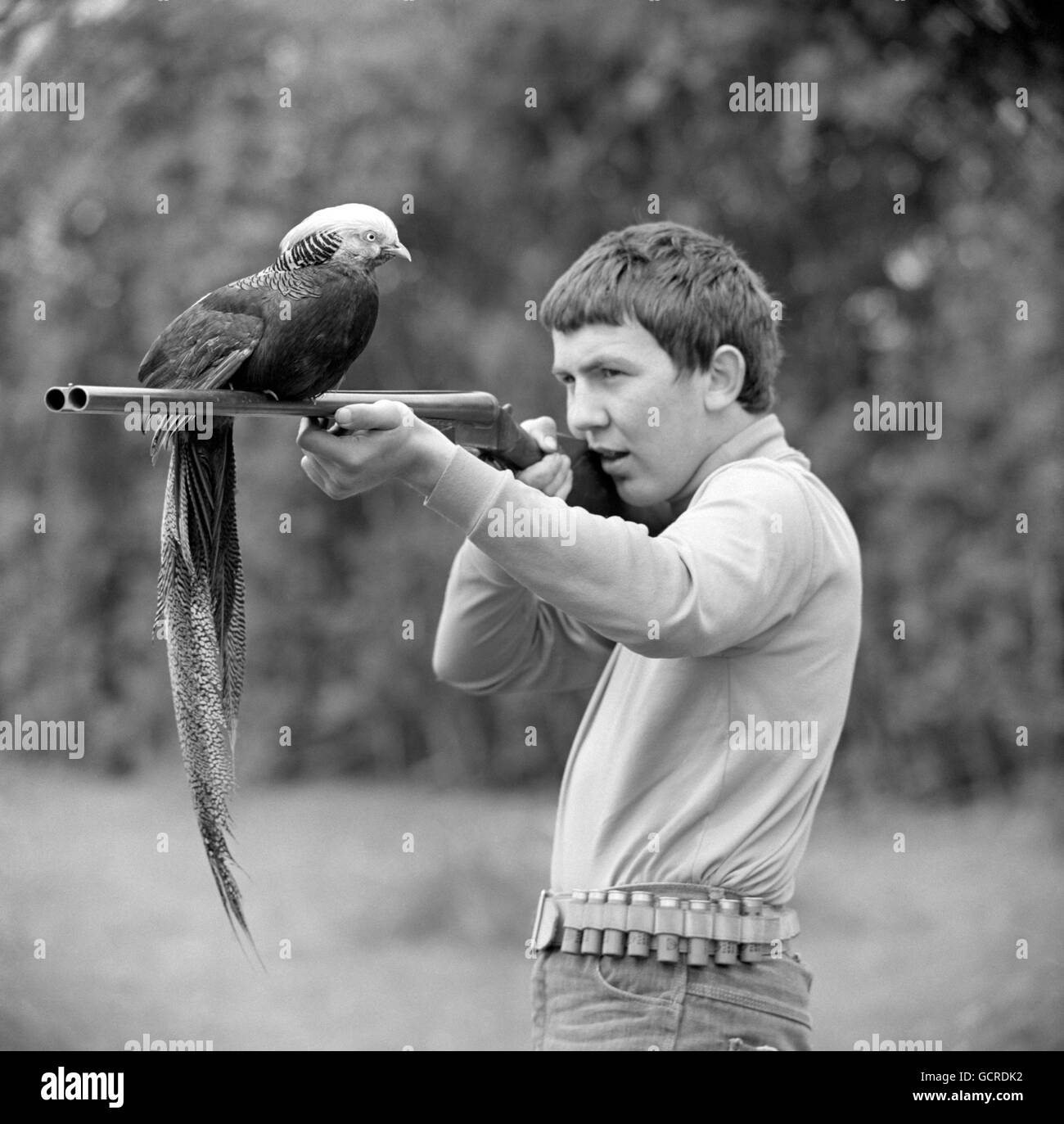 "Henry", l'amichevole fagiano ha un passatempo preferito. Tiro in corso. Quando lo scolaro Richard Page, di Clive, Shropshire, esce con un fucile, Henry va anche e lui è visto qui appollaiato sulla pistola di Richard. Il quattordicenne Richard, che spera di essere un guardiano del gioco, ha avuto Henry da Natale. "Ho passato giorni a giocare con lui, a parlargli e a stroncarlo e ora mi segue ovunque." Henry è un fagiano d'oro con una coda di 24' e piume dalle sfumature arcobaleno. Foto Stock