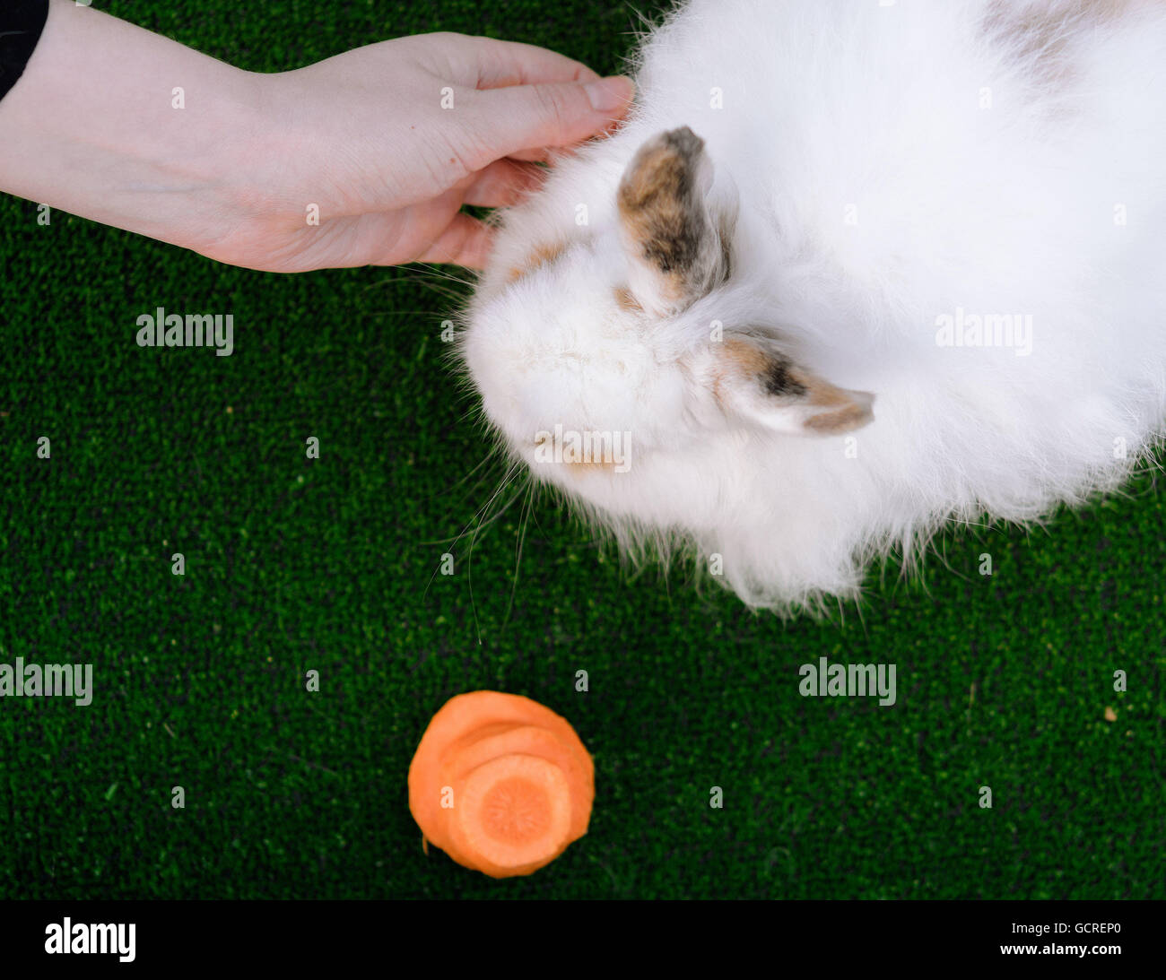 Bianco decorativo il coniglio d'angora. Donna mano accarezzare bunny. Sul prato con una carota. Pasqua design concept. Foto Stock