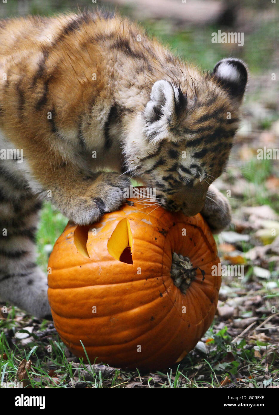 Halloween. Rosa, un Tiger Cub siberiano di 4 mesi, indaga su una zucca al Port Lympne Wild Animal Park nel Kent. Foto Stock