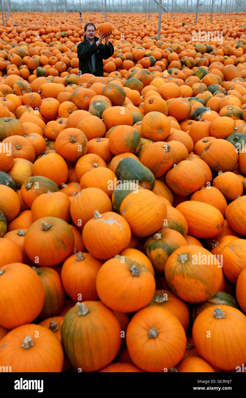 Gli agricoltori di zucca si preparano per Halloween. Il responsabile delle fattorie Steve Whitworth, si trova tra un mare di zucche presso le fattorie Oakley Farms di Outwell, Cambridgeshire. Foto Stock