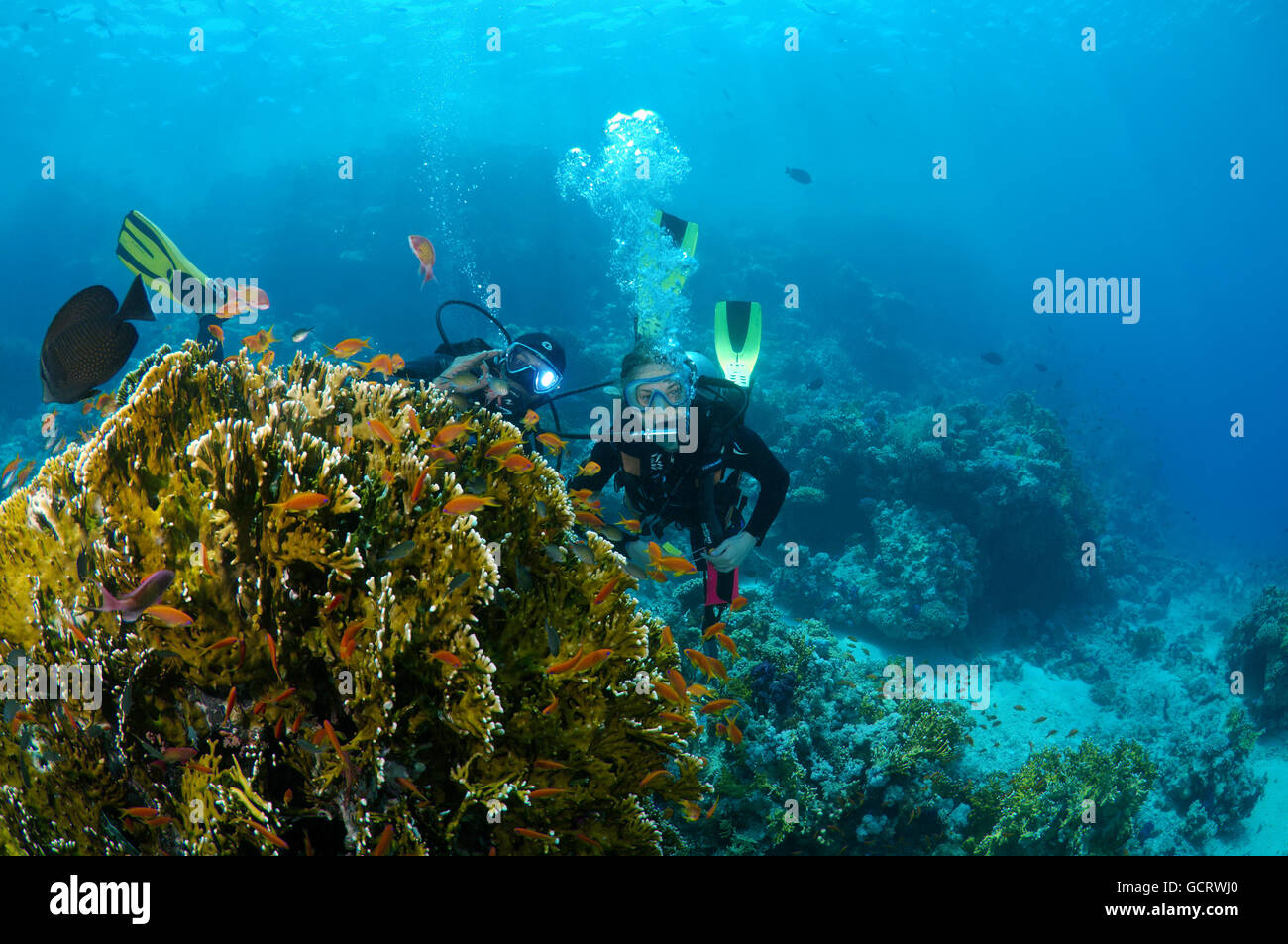 Femmina subacqueo con una barriera corallina, Mar Rosso, Egitto, Africa Foto Stock