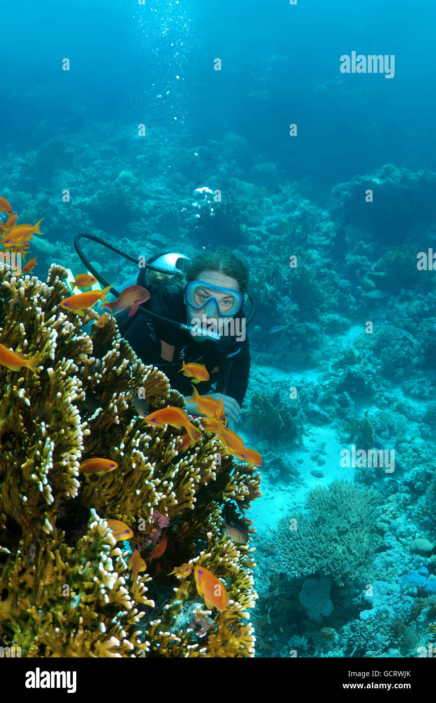 Femmina subacqueo con una barriera corallina, Mar Rosso, Egitto, Africa Foto Stock