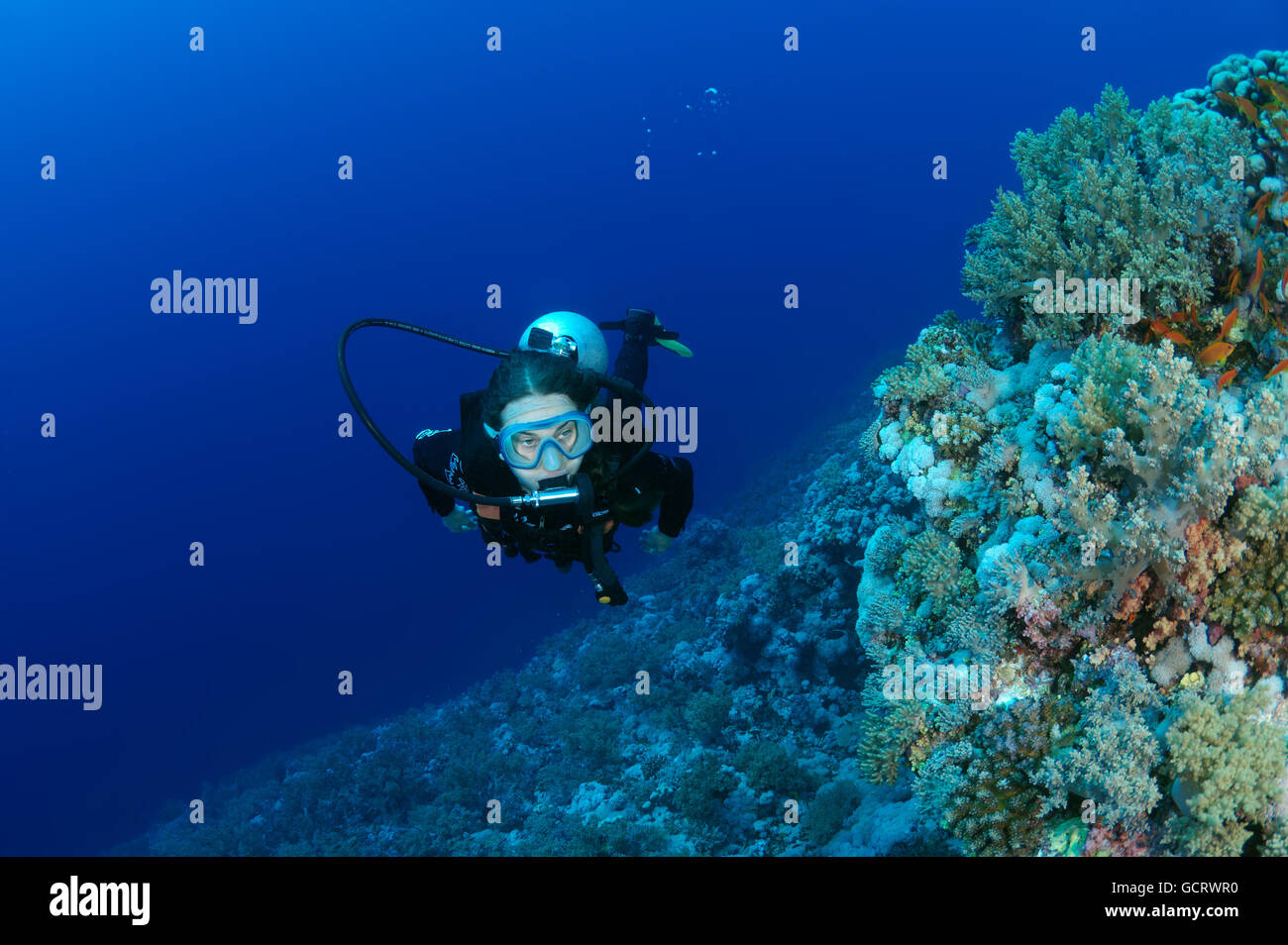 Femmina subacqueo con una barriera corallina, Mar Rosso, Egitto, Africa Foto Stock