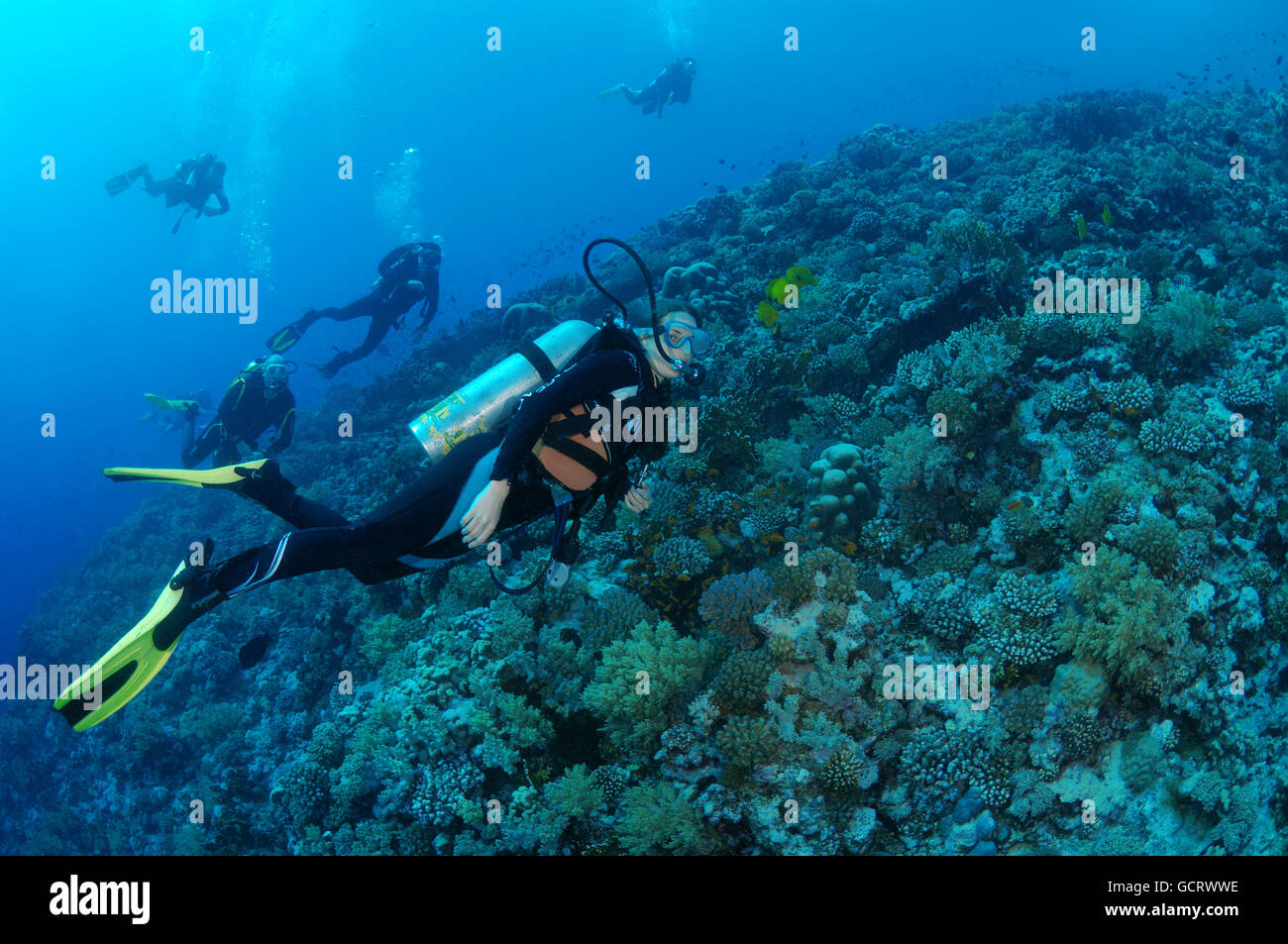 Femmina subacqueo con una barriera corallina, Mar Rosso, Egitto, Africa Foto Stock