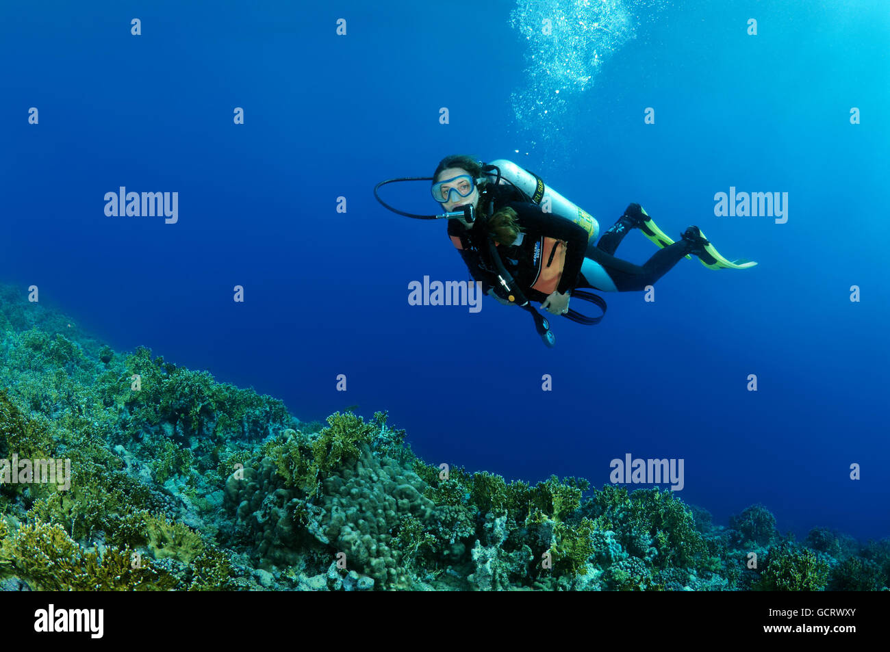 Femmina subacqueo con una barriera corallina, Mar Rosso, Egitto, Africa Foto Stock