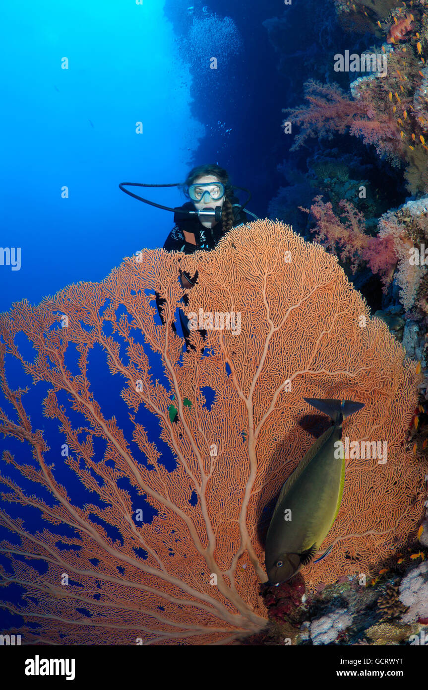 Femmina subacqueo con un soft coral - gorgonia seafan (Gorgonia flabellum), Mar Rosso, Egitto, Africa Foto Stock