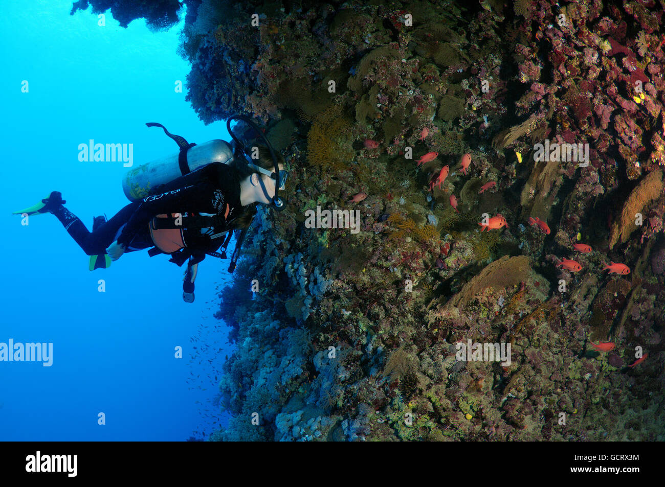 Femmina subacqueo con un coralli molli, Mar Rosso, Egitto, Africa Foto Stock
