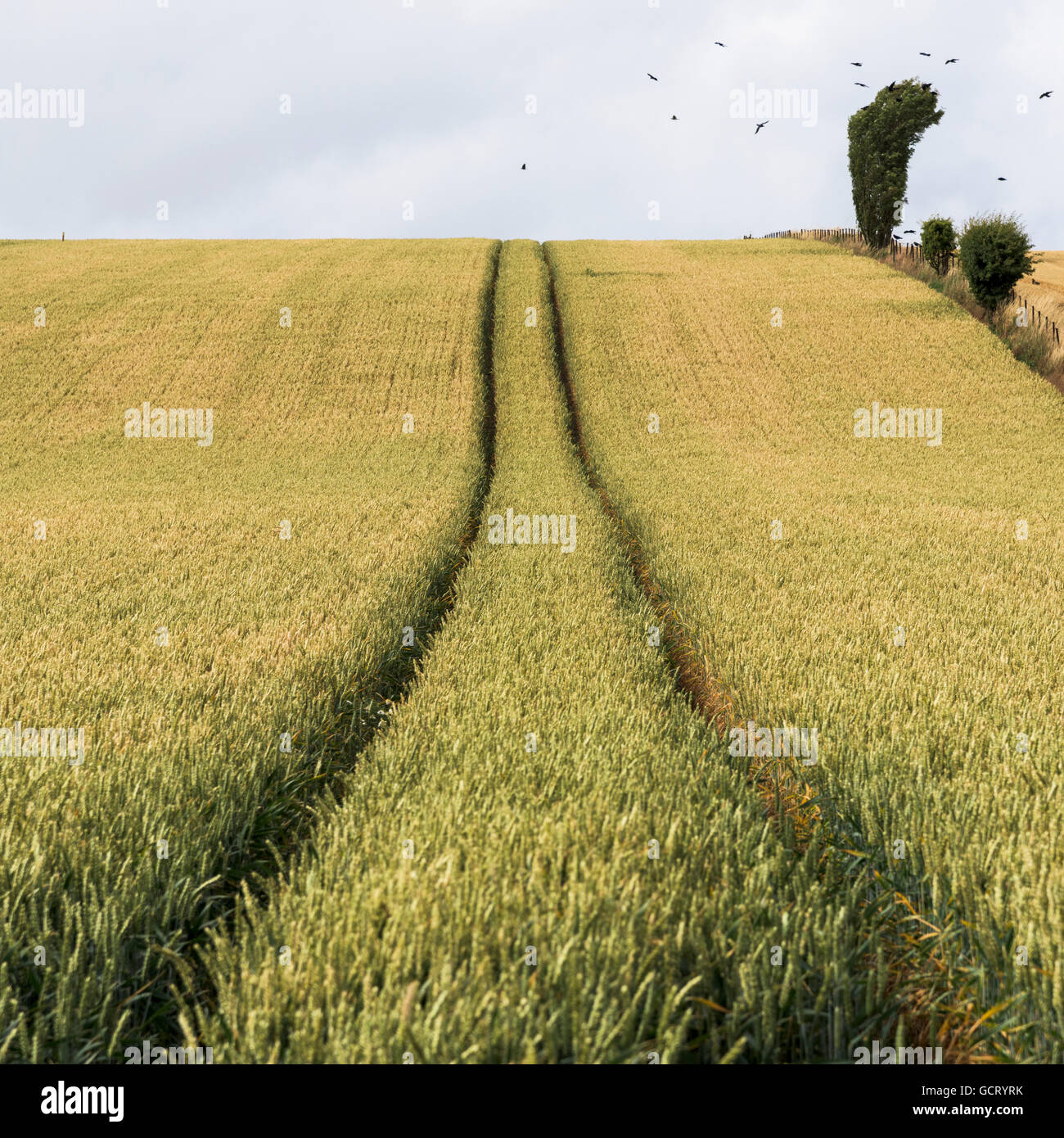 Tracce di pneumatici passando attraverso un campo con uno stormo di uccelli sovraccarico; Cupar, Scozia Foto Stock