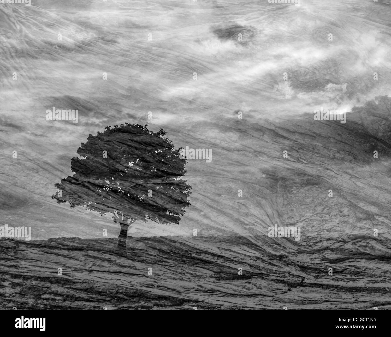 Un molto poplar treeeon cissbury ring miscelato con corteccia di albero Foto Stock