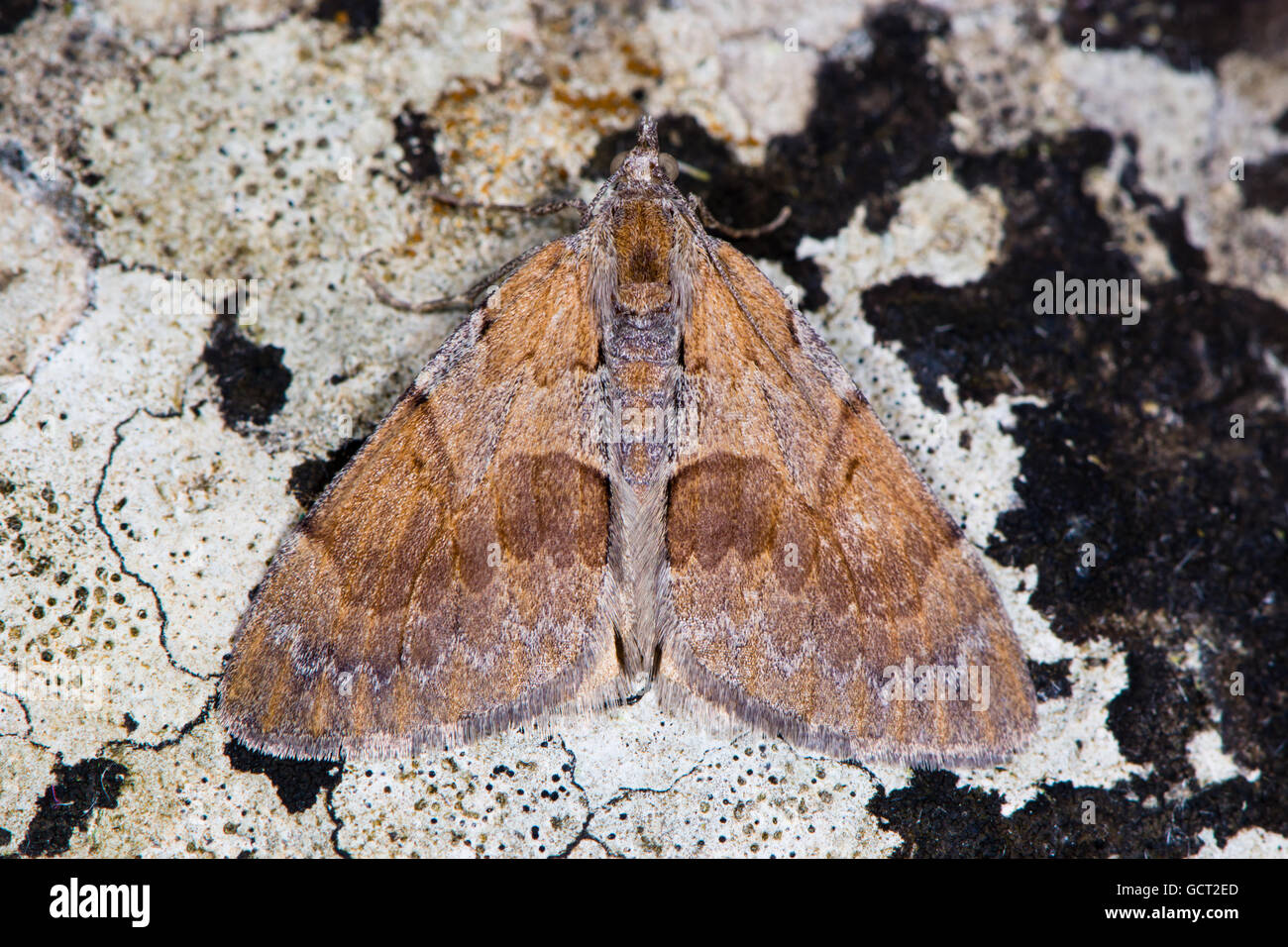 Tappeto di pino (Pennithera firmata). British insetto in famiglia Geometridae associato con Scot pine (Pinus sylvestris) Foto Stock