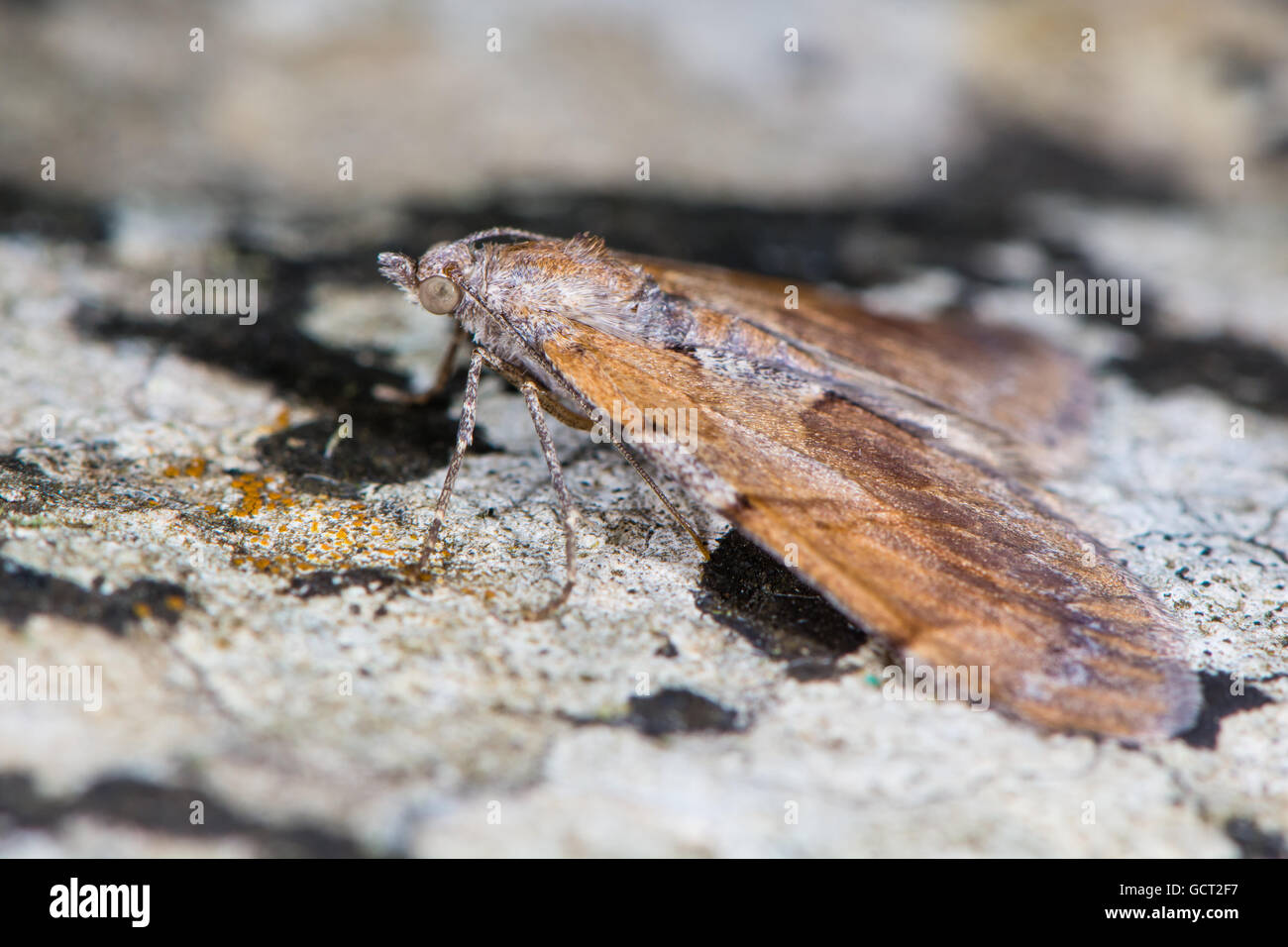 Tappeto di pino (Pennithera firmata). British insetto in famiglia Geometridae associato con Scot pine (Pinus sylvestris) Foto Stock