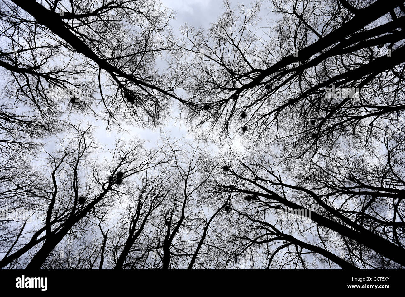 Bellissimi alberi di alto fusto su uno sfondo di cielo nuvoloso Foto Stock