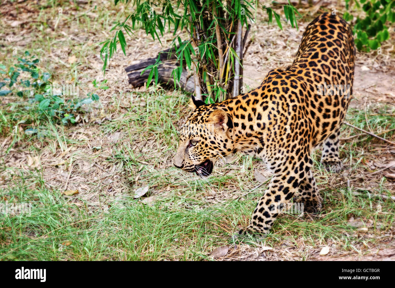Leopard, Panther o Panthera pardus camminando nel selvaggio sul terreno cercare preda di alimentazione Foto Stock