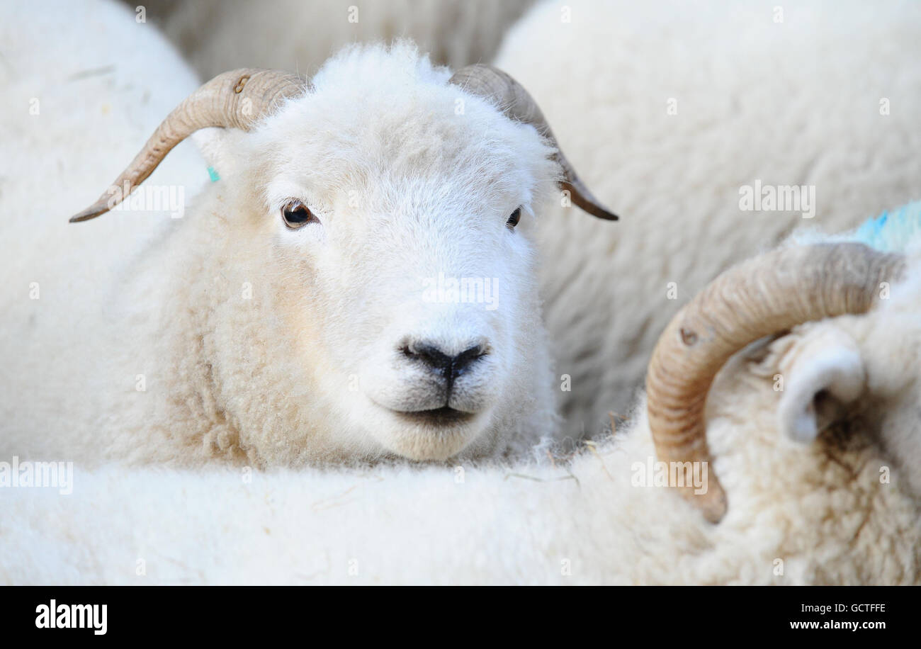 Exmoor Horn Sheep promuove l'inizio della settimana della lana, che va dall'11 al 17 ottobre, su Savile Row nel centro di Londra. Foto Stock