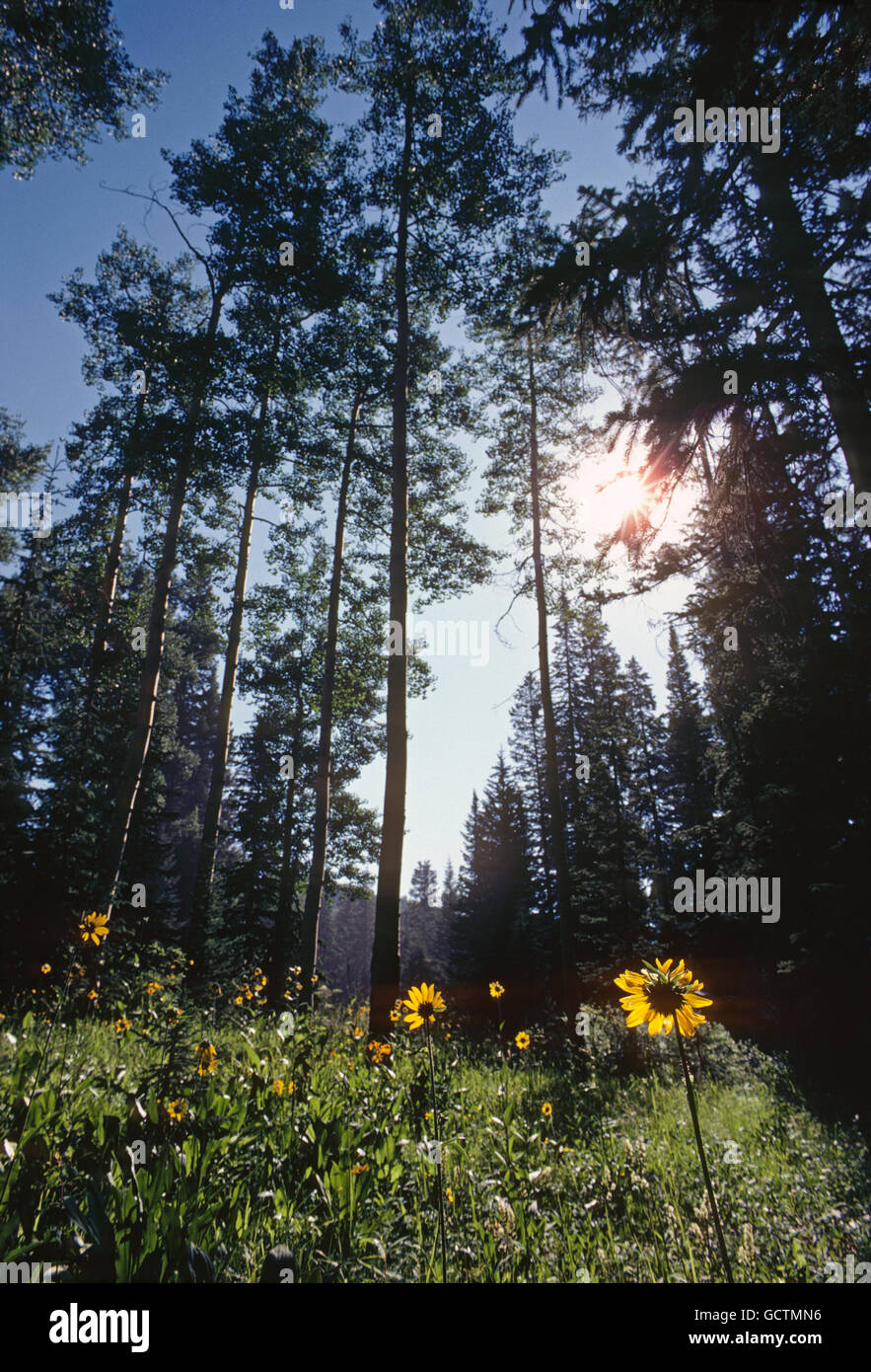 Senecio neomexicana; Asteraceae; girasole; fiori selvatici in fiore, sudovest del Colorado, STATI UNITI D'AMERICA Foto Stock