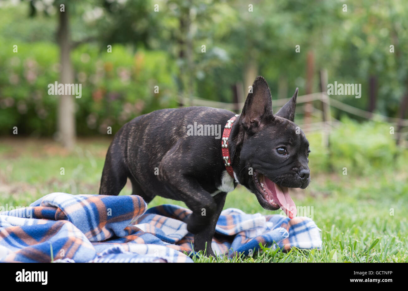 Carino bulldog francese cucciolo nel parco Foto Stock