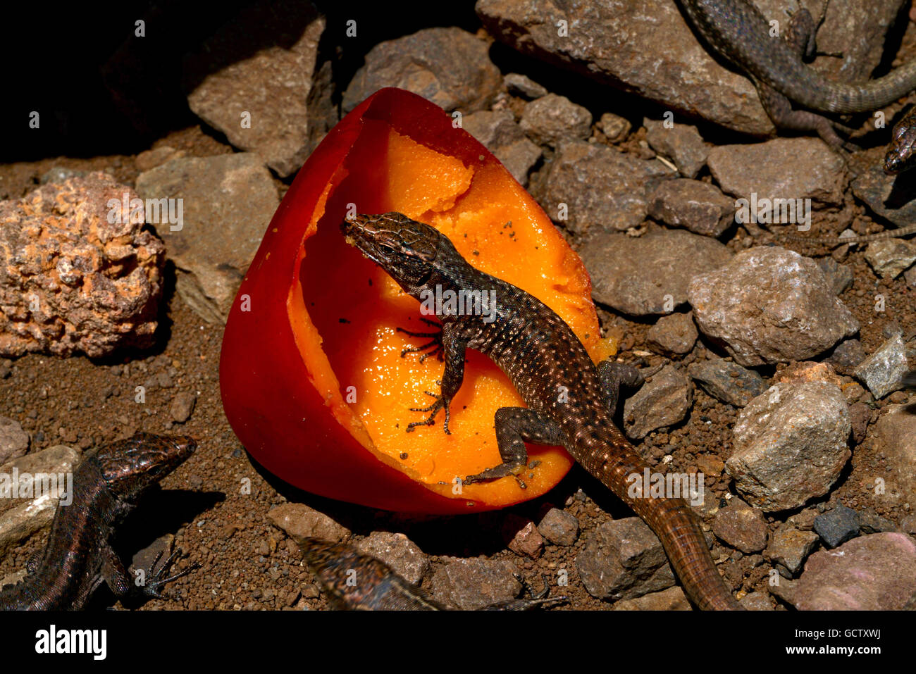 Primo piano di una lucertola in un frutto tropicale che si sta mangiando Foto Stock