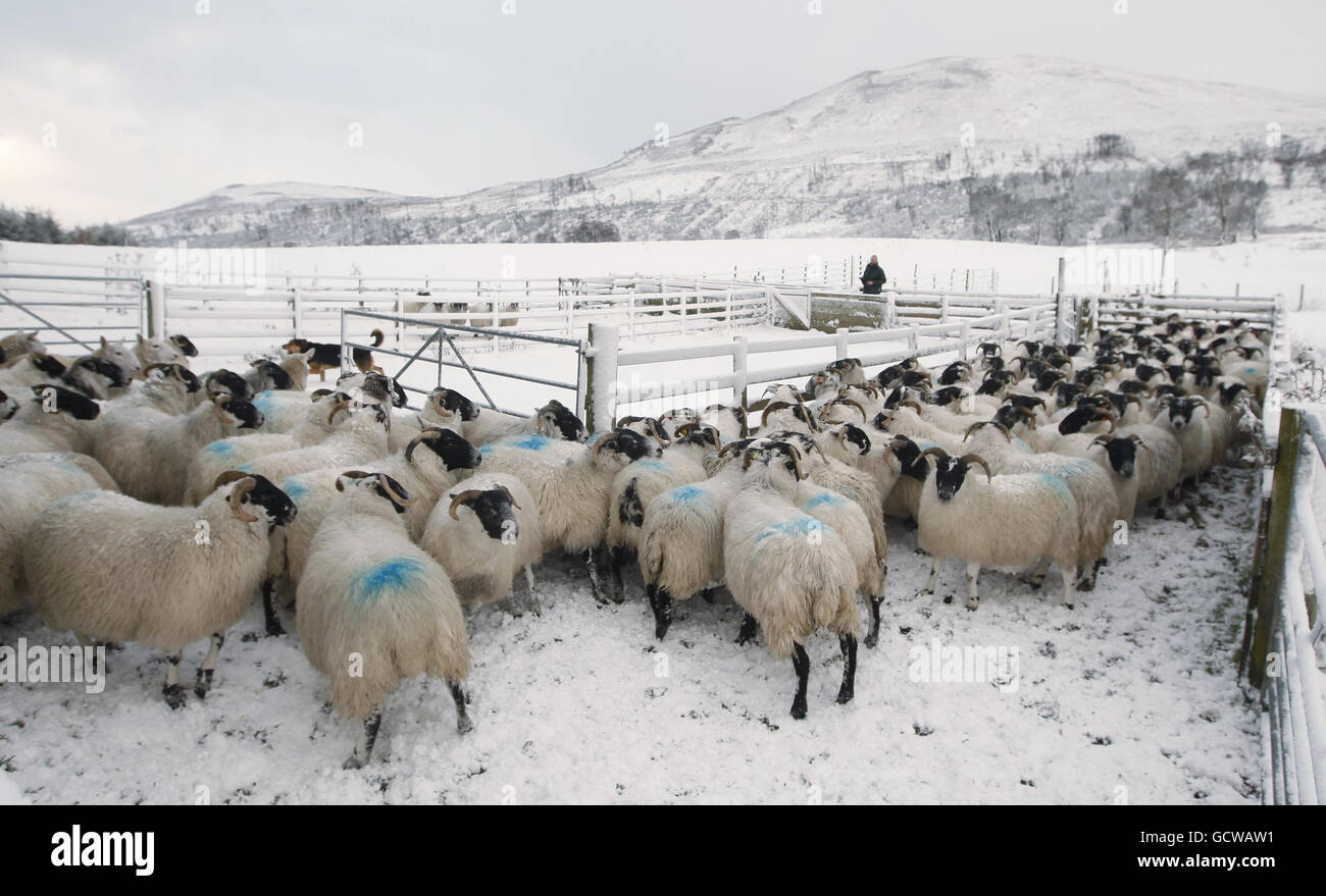 Un agricoltore mette le sue pecore in penne vicino a Finegand, Scozia, mentre la neve colpisce il Regno Unito. Foto Stock