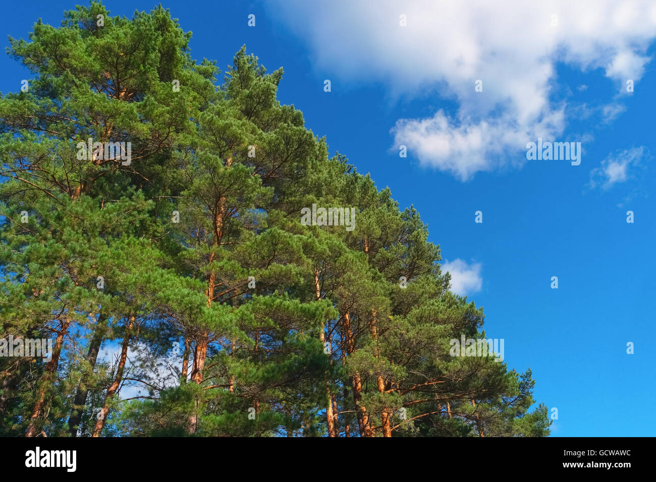Alberi di pino sul giorno di estate in foresta sul cielo blu sullo sfondo Foto Stock