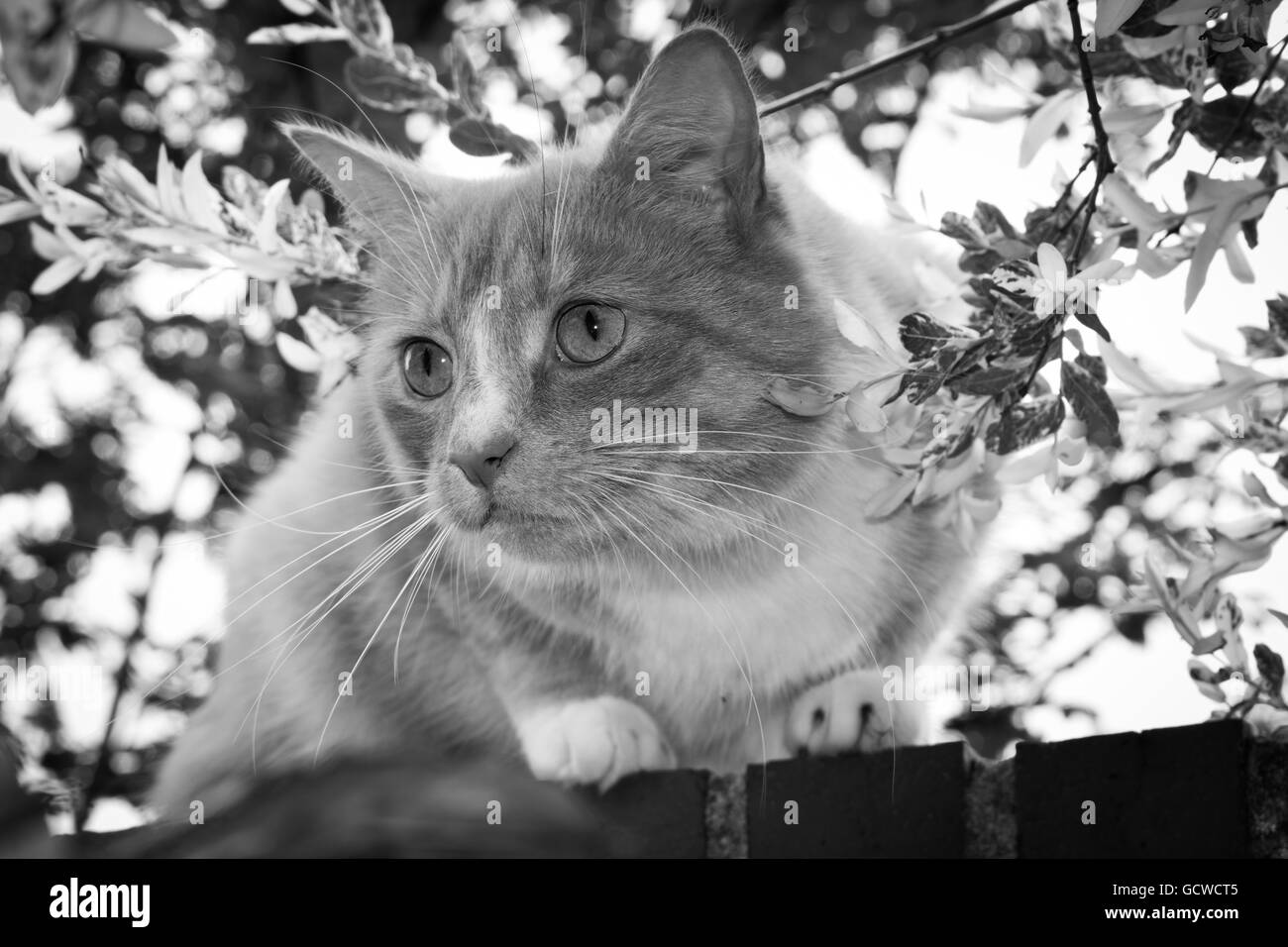 Immagine in bianco e nero di cat in un recinto Foto Stock