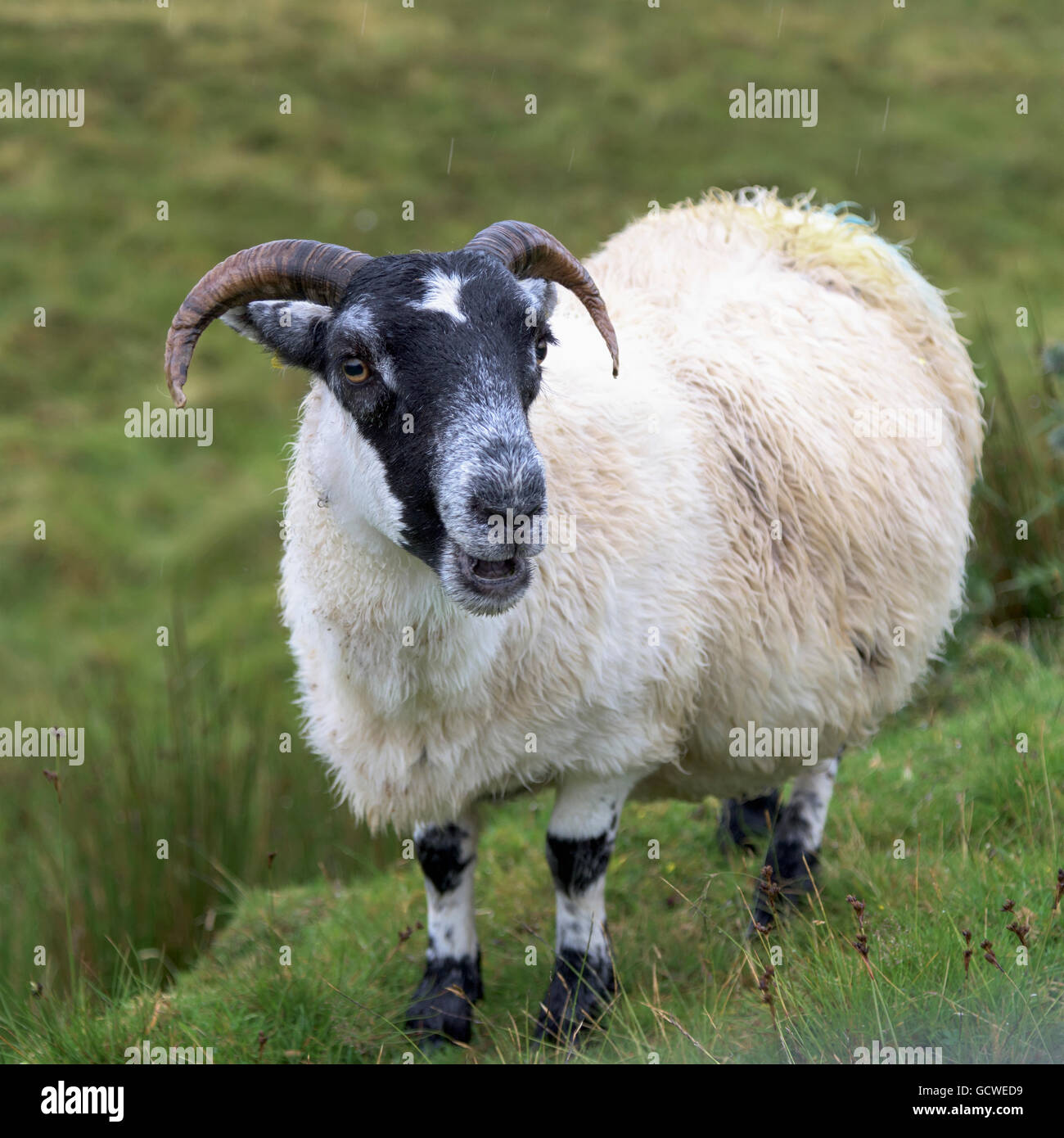 In prossimità di una pecora con corna; Staffin, Scozia Foto Stock