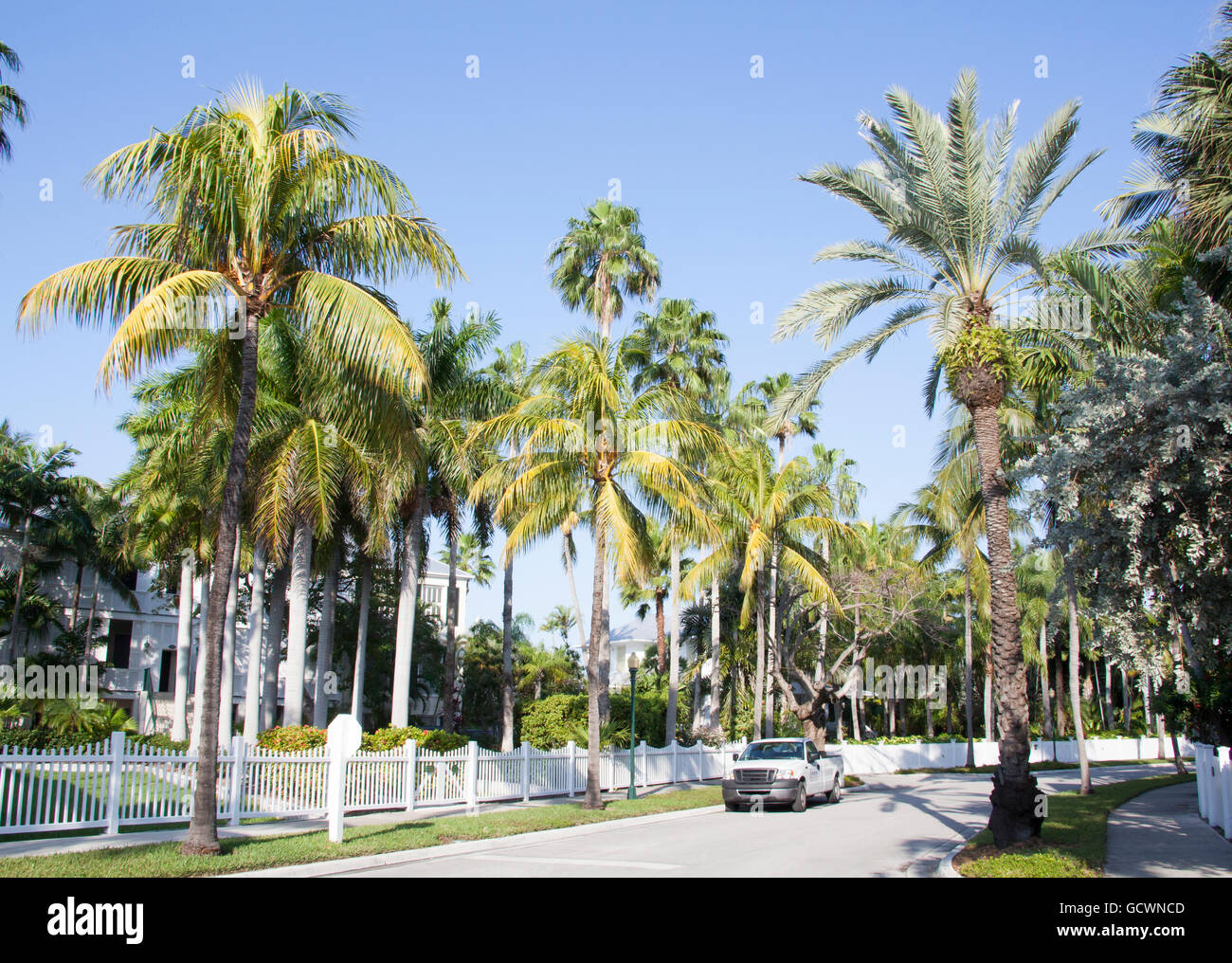 La strada piena di alte palme in Key West Town (Florida). Foto Stock