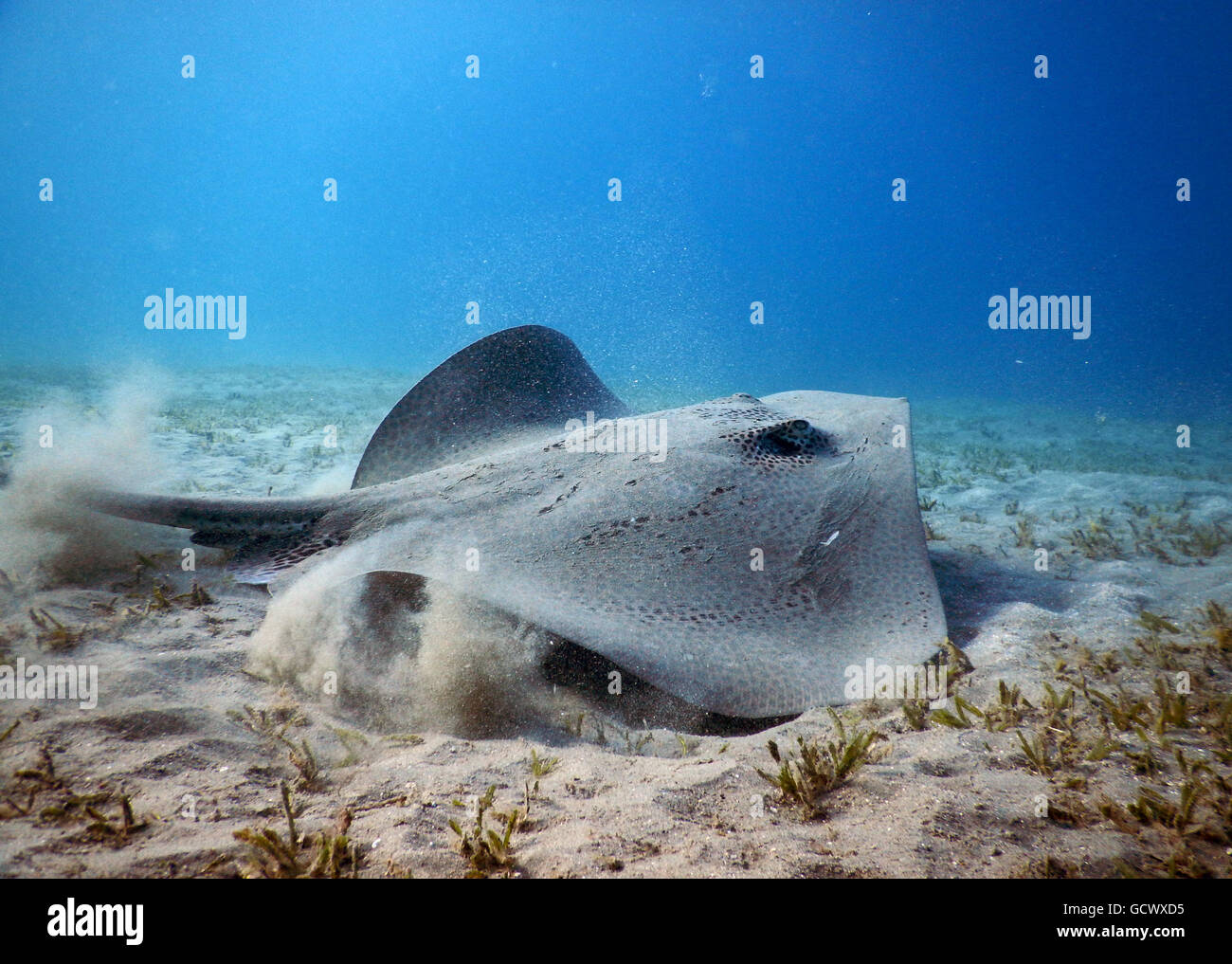 Leopard ray sulla sabbia Foto Stock