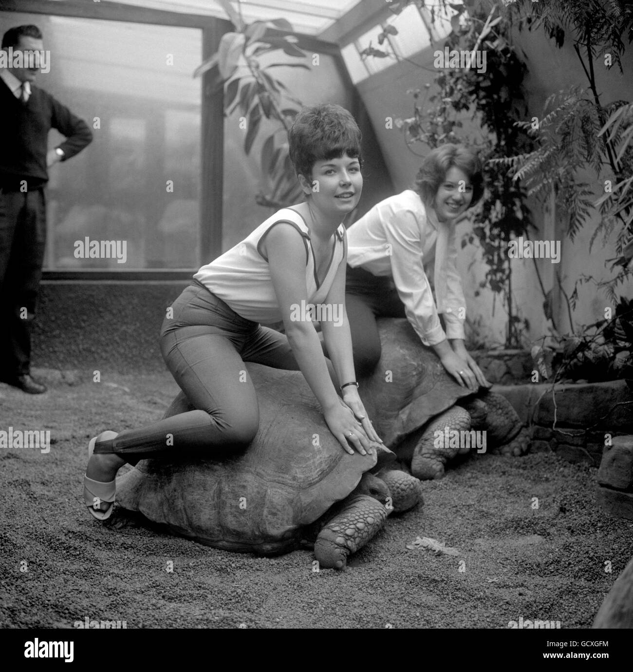 I nuovi arrivi al Belle Vue Zoo sono un paio di tartarughe giganti, qui sono guidati da due segretari dello zoo, Yvonne Crawshaw e Carol Grant. Si stima che le tartarughe abbiano 150 anni. Foto Stock